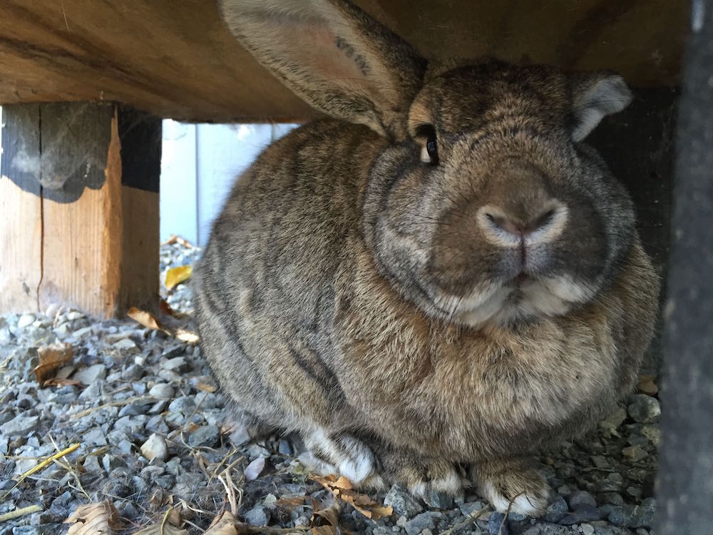 Kindred Rabbit Meet Starbucks, Our Rabbit - Kindred Community Farm Sanctuary