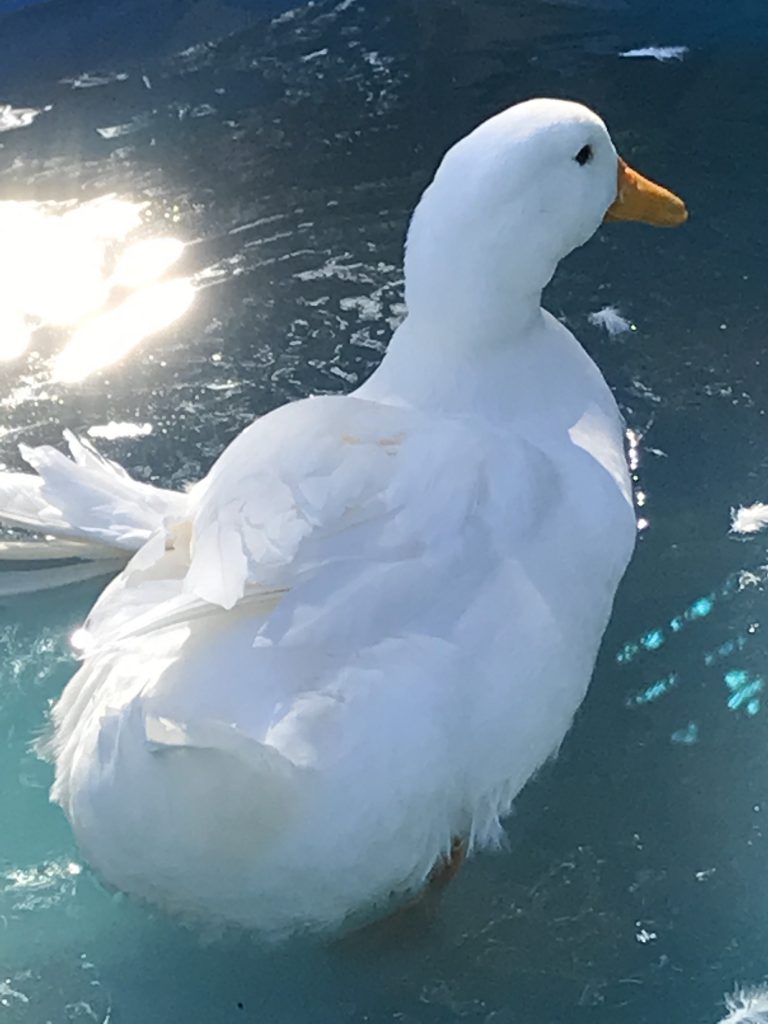 Duck after treatment for his injuries