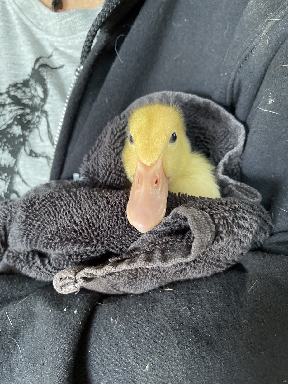 Baby Butter Bean the Duck