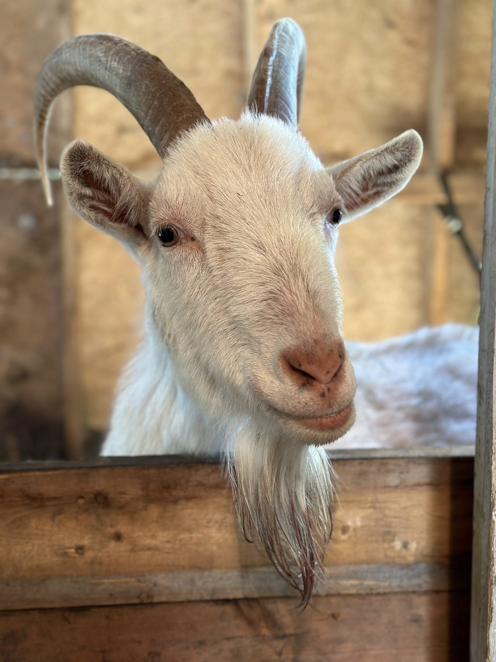 Barney the Goat