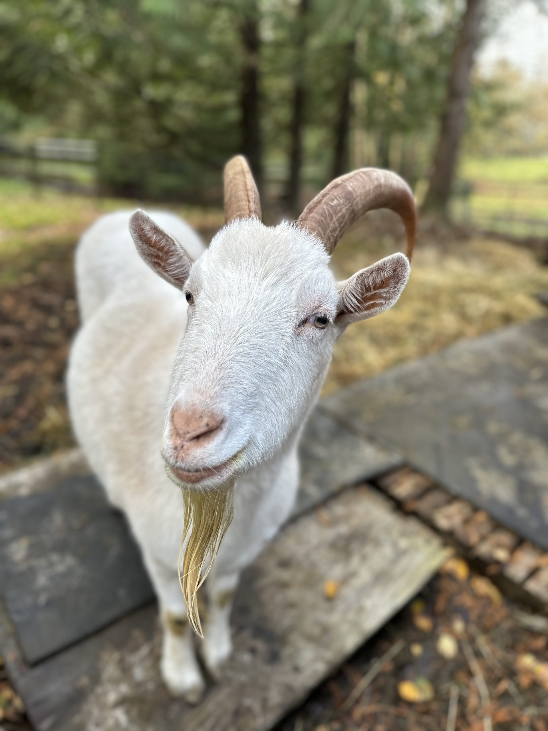 Barney the Goat