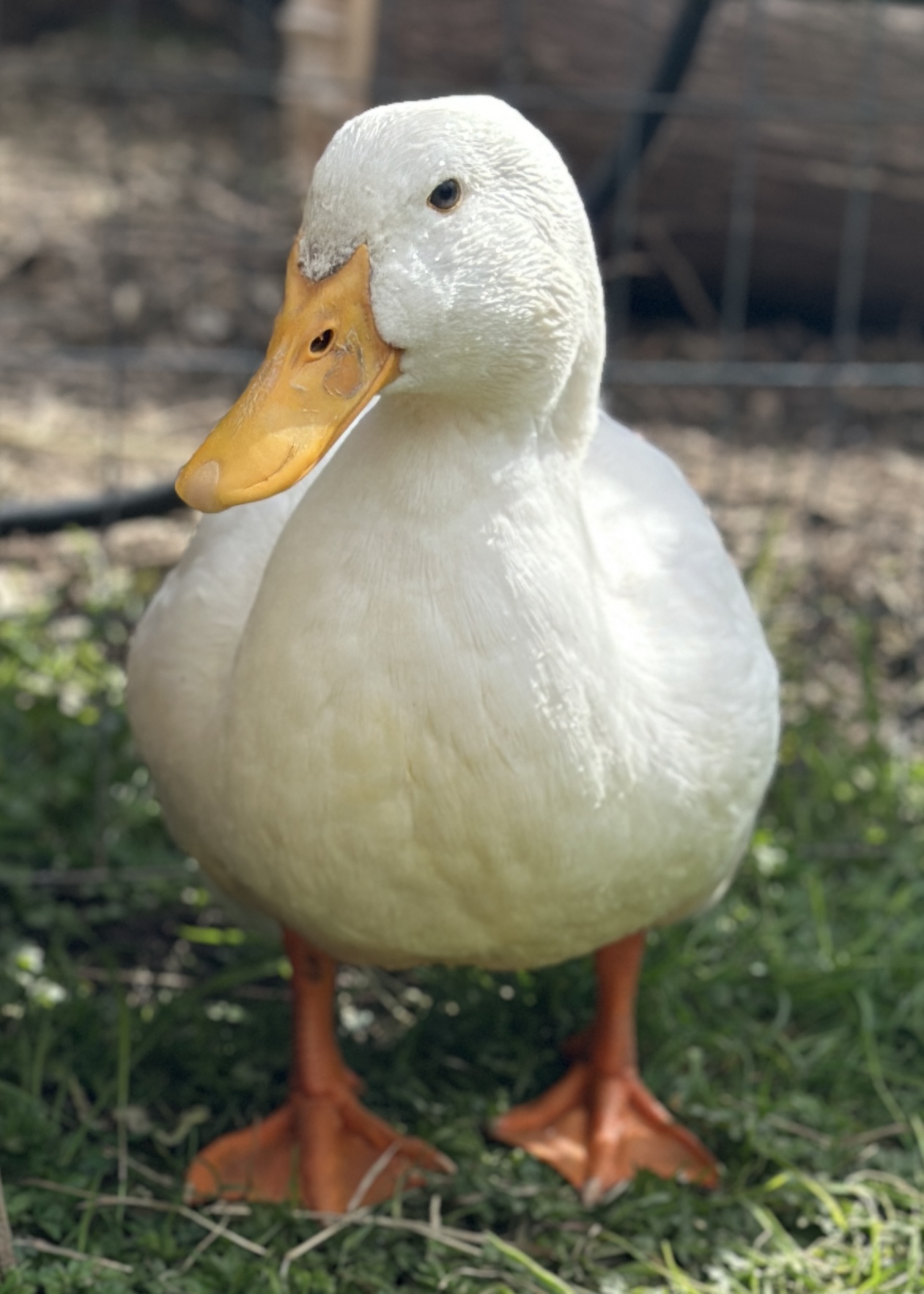 Butter Bean the Peking Duck