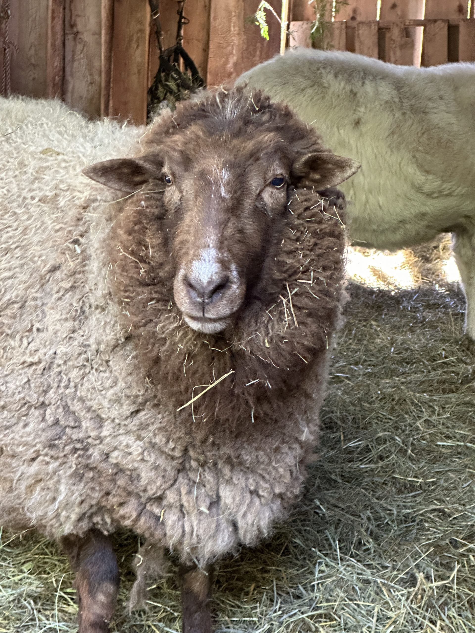 Cedar the sheep