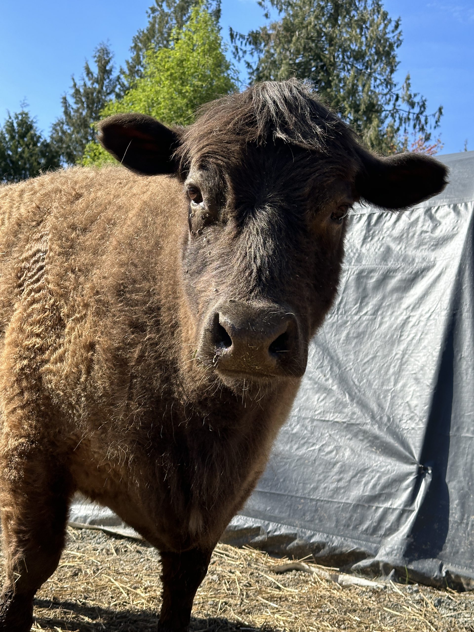 Clover the cow