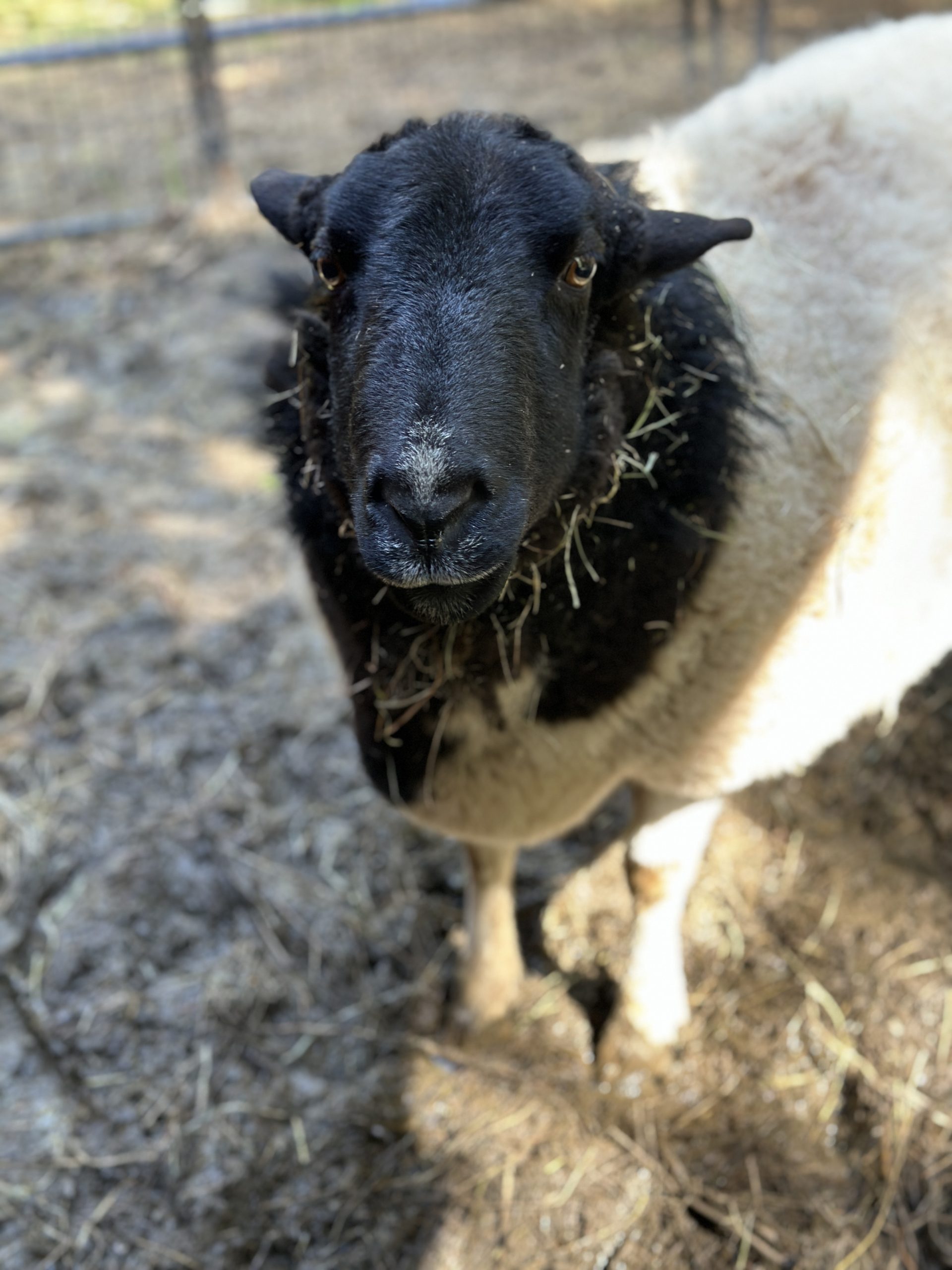 Douglas the sheep