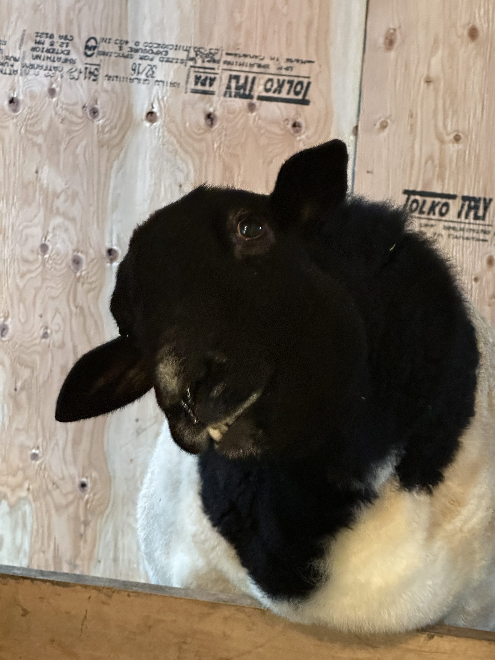 Dougie the sheep and his tooth
