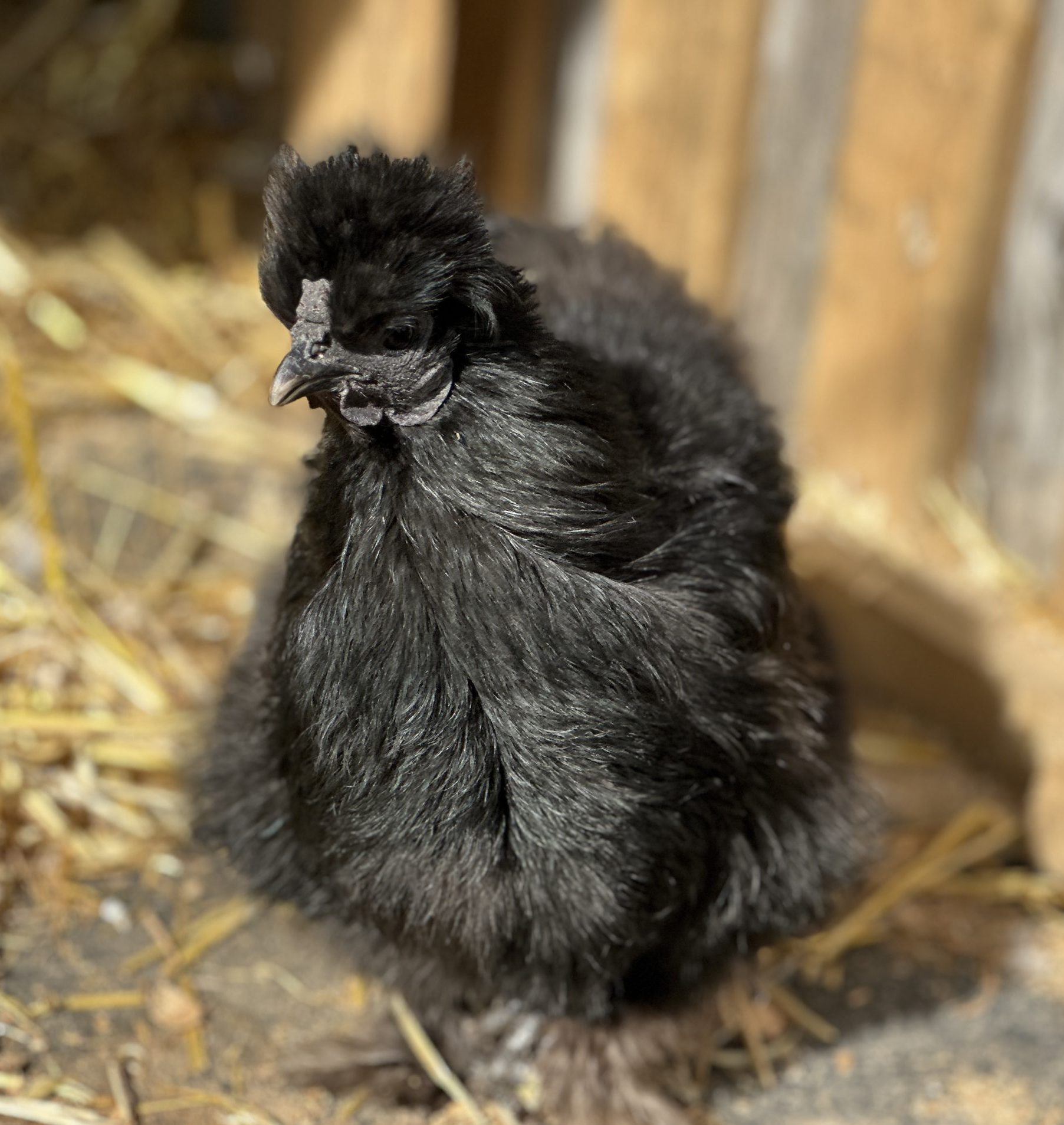 Emmy Lou the chicken