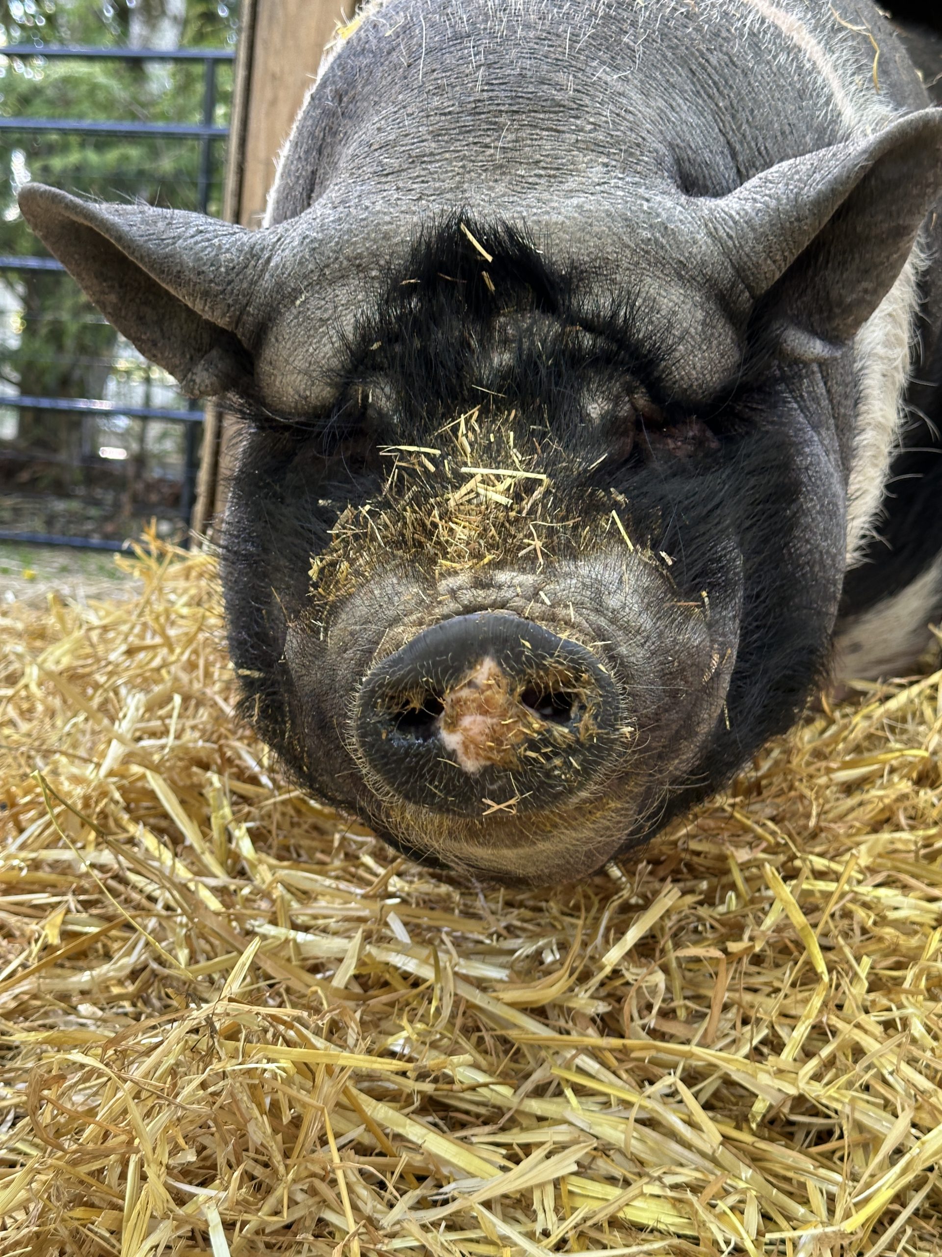 Frankie in the hay