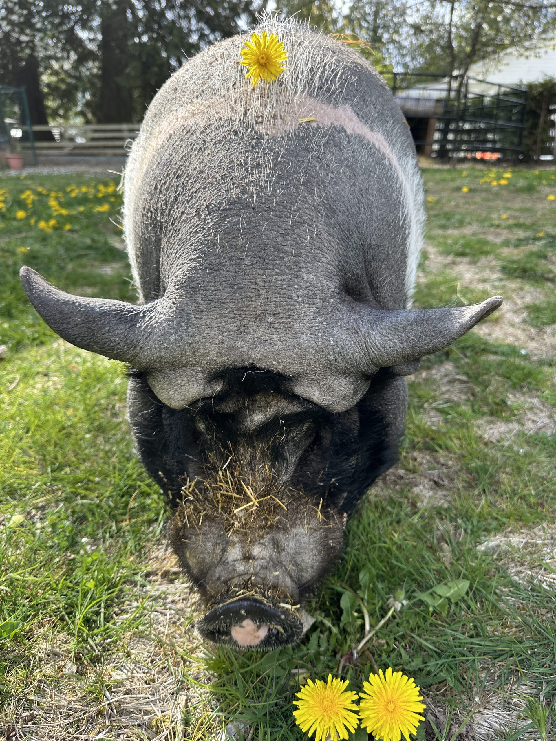 Frankie in the Dandelions