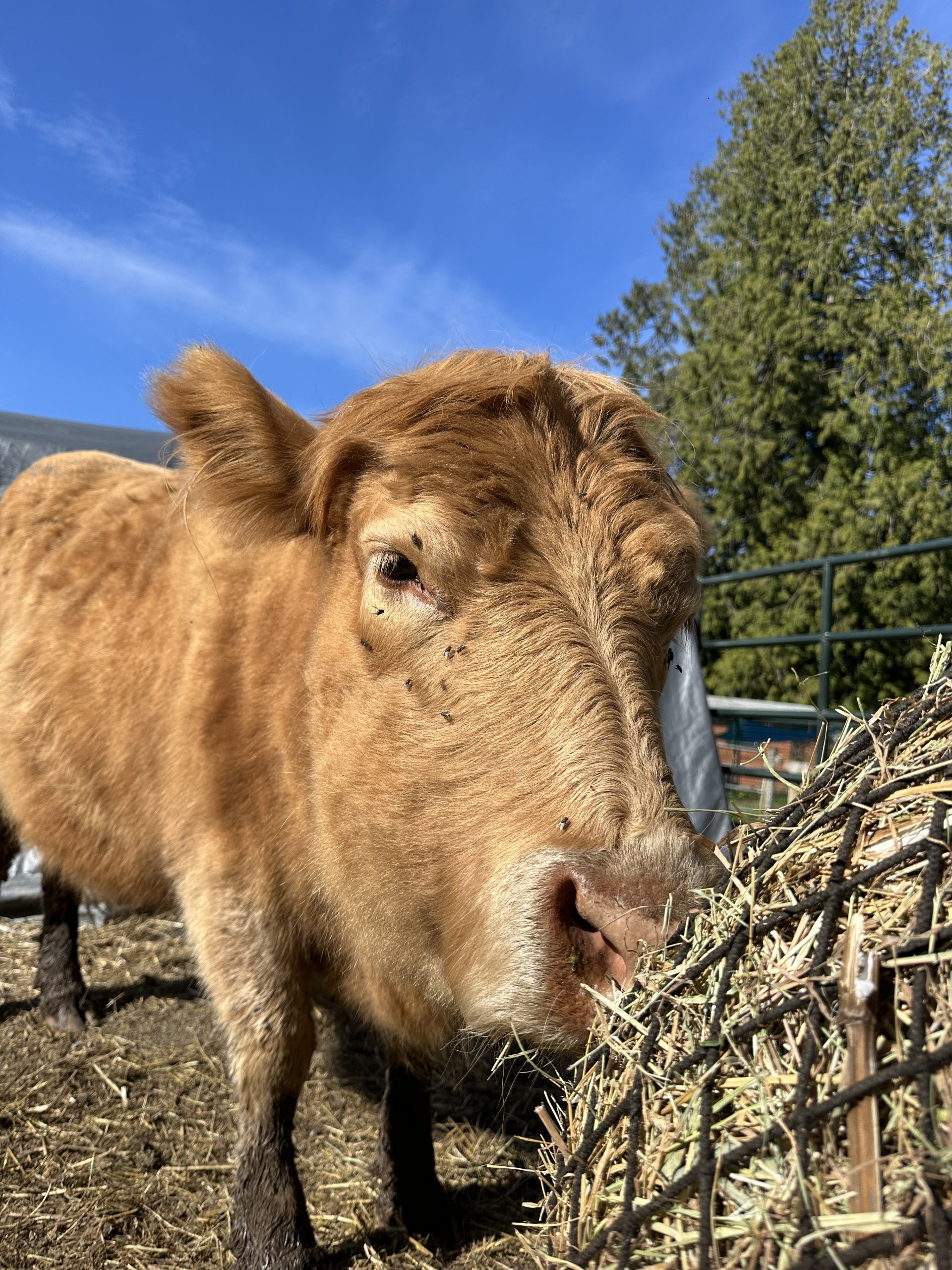 Peanut the cow Eating Hay