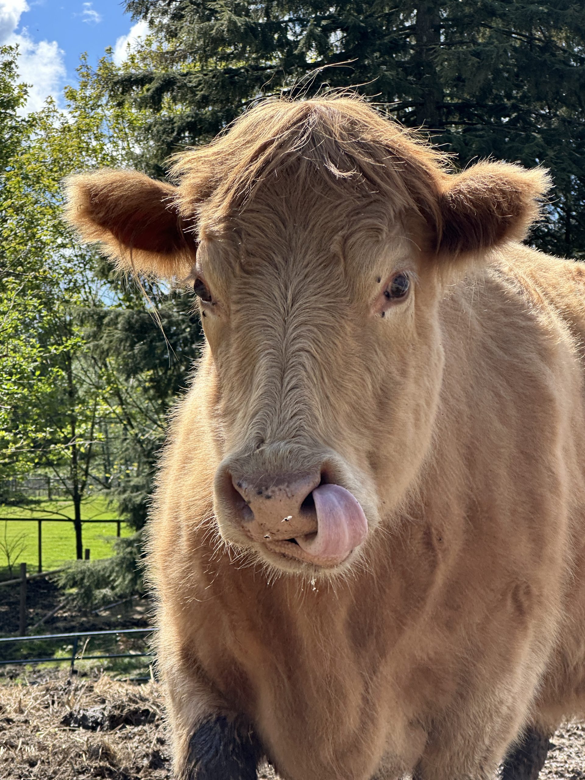 Peanut the cow licking her nose