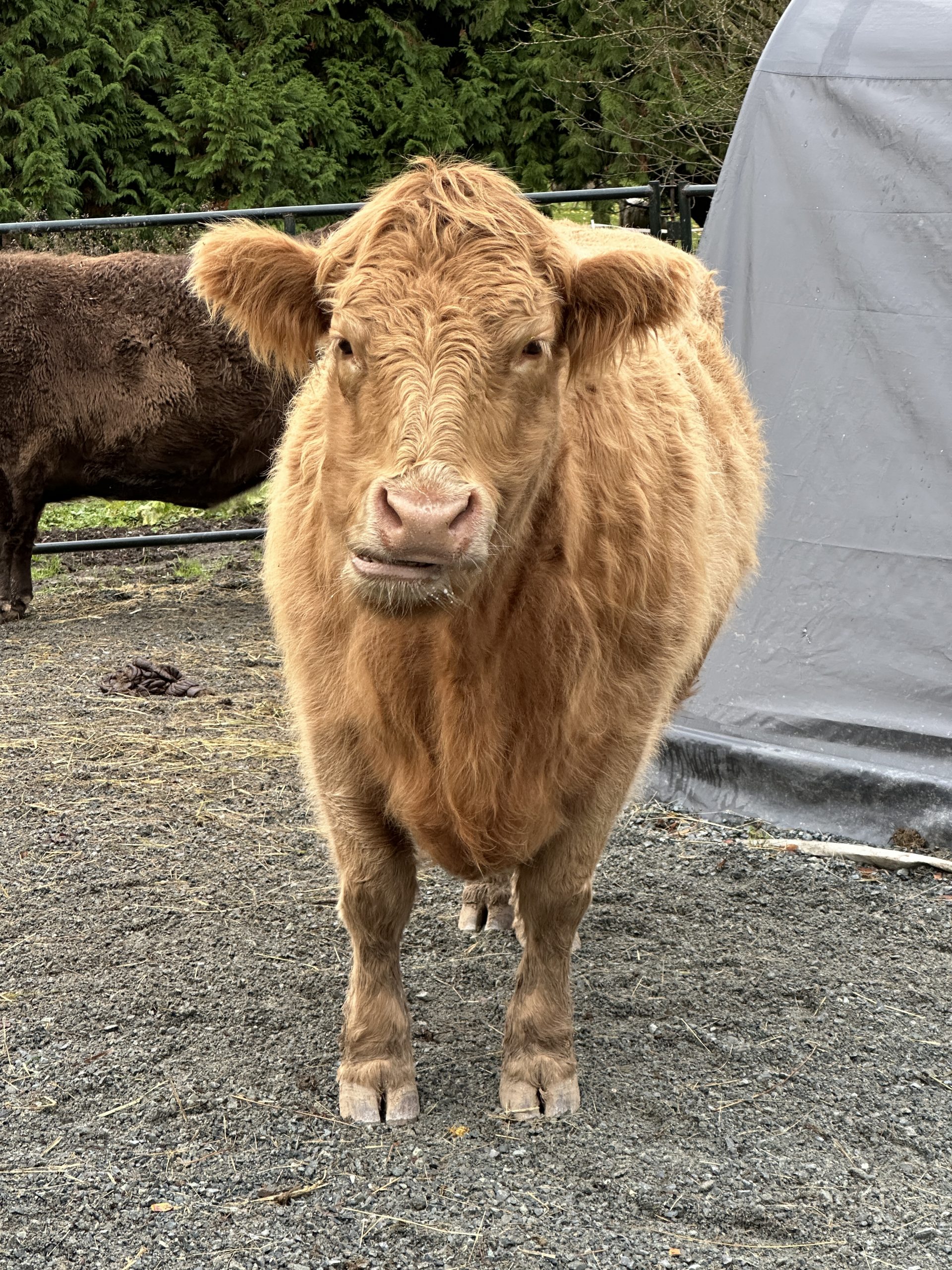 Peanut the cow chewing her cud