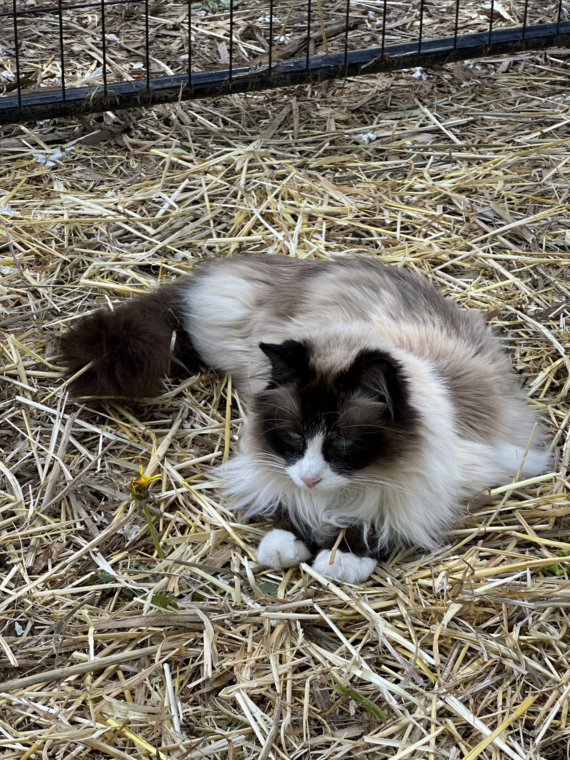 Snow white in the straw
