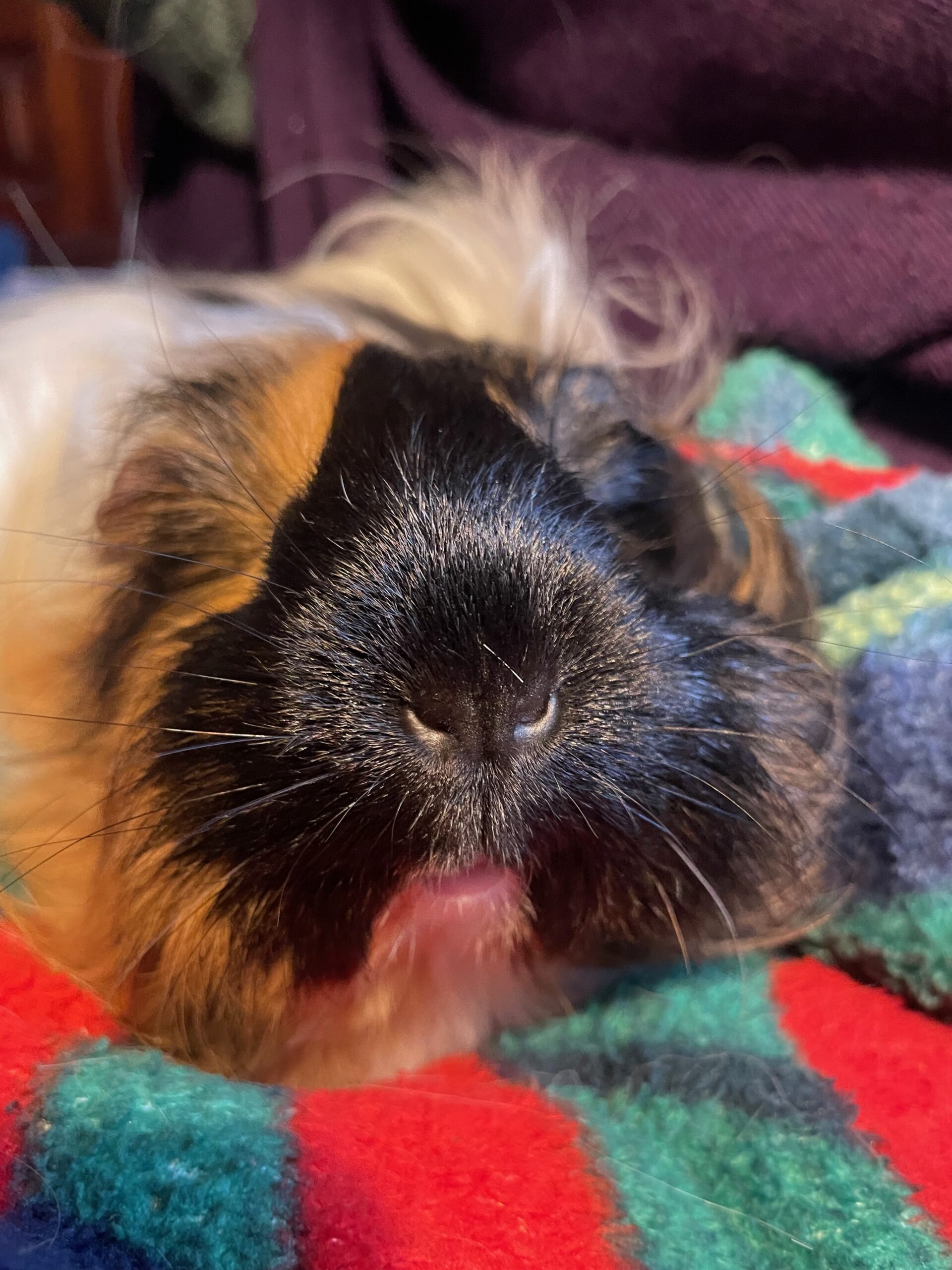 Biscuit the Guinea Pig