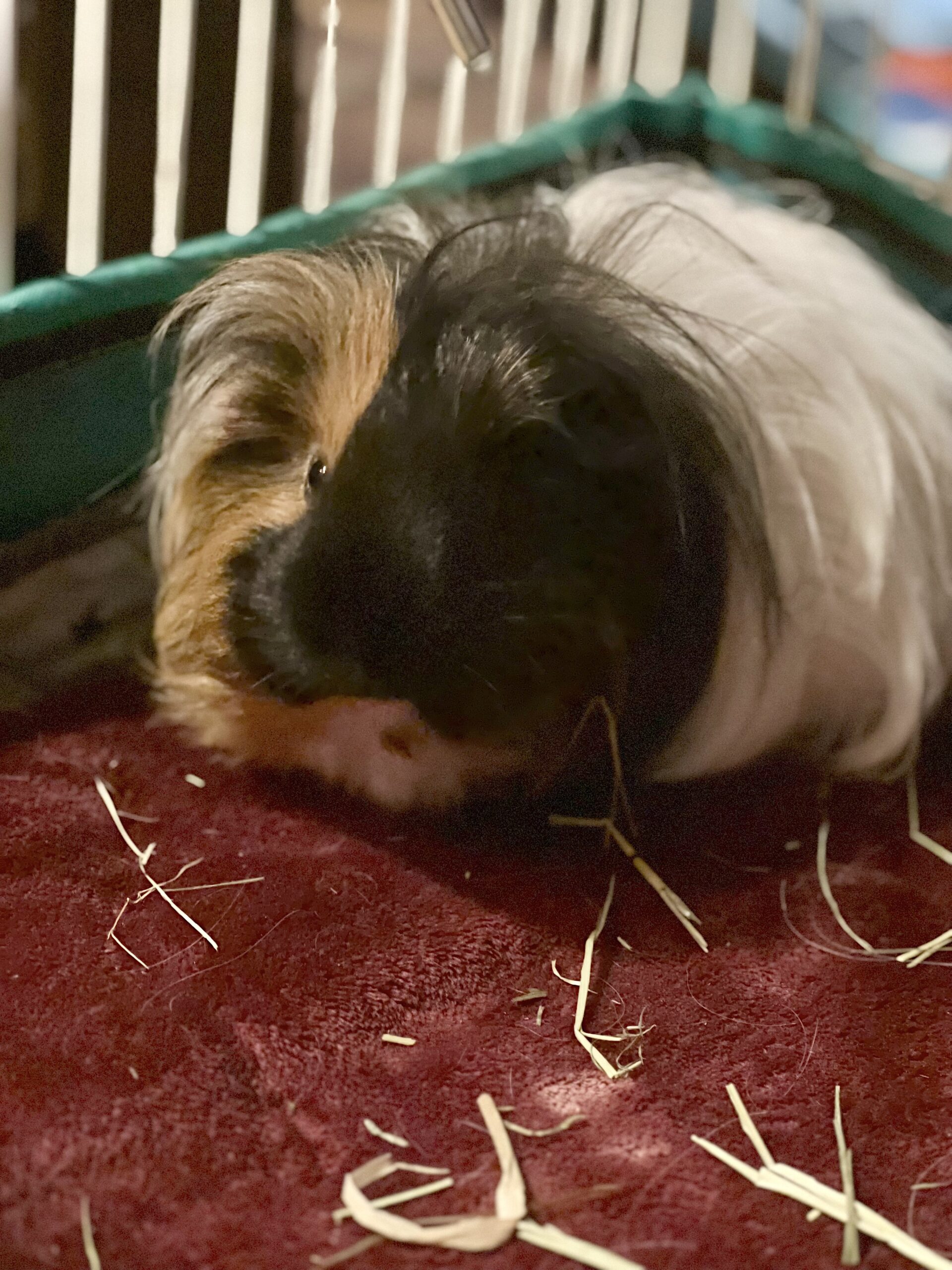 Biscuit the Guinea Pig