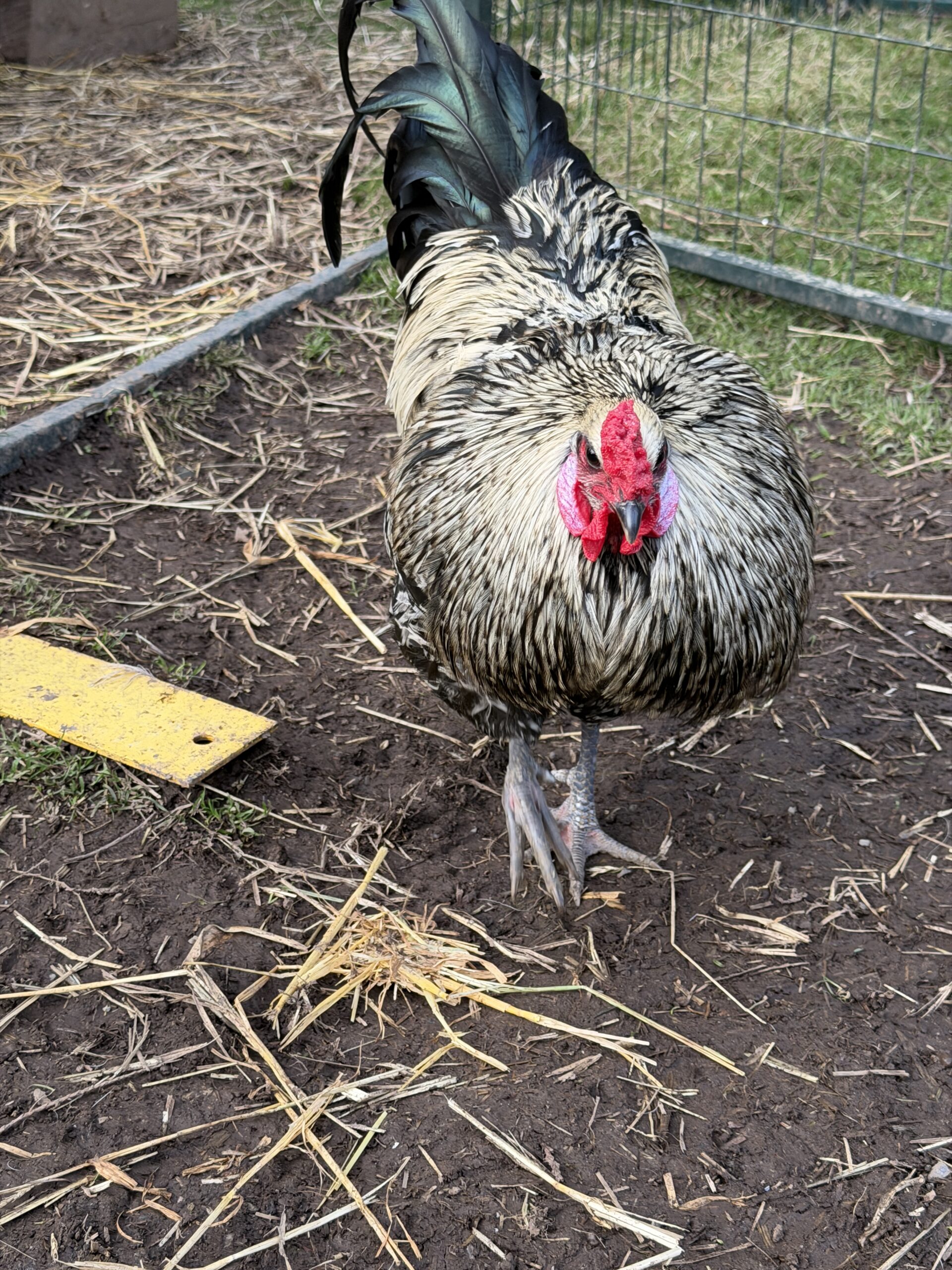 Butch Cassidy Rooster