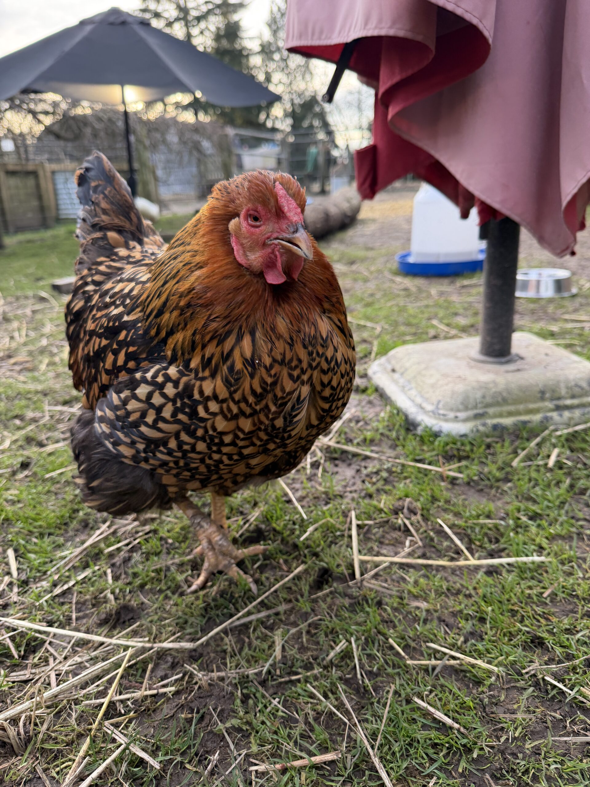 Goldilocks Copper Laced Wyandotte.