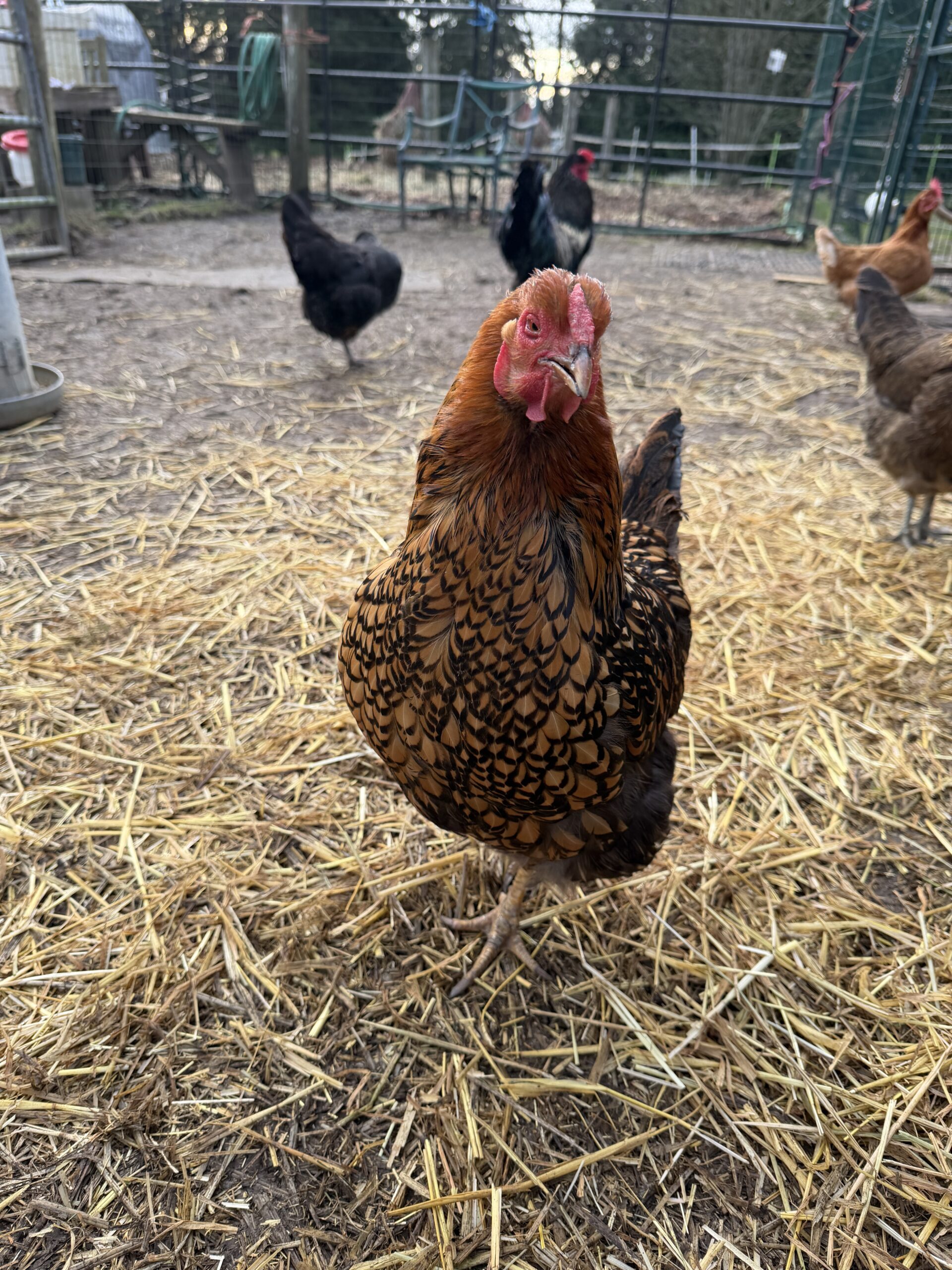 Goldilocks Copper Laced Wyandotte.