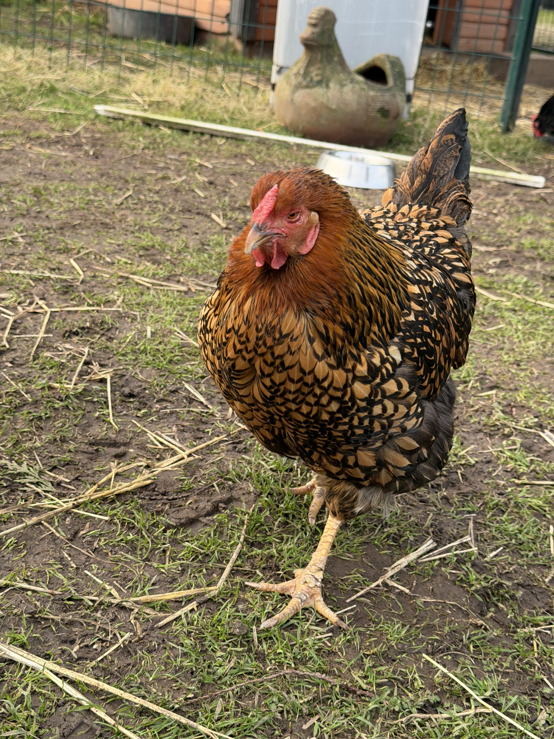 Goldilocks Copper Laced Wyandotte.