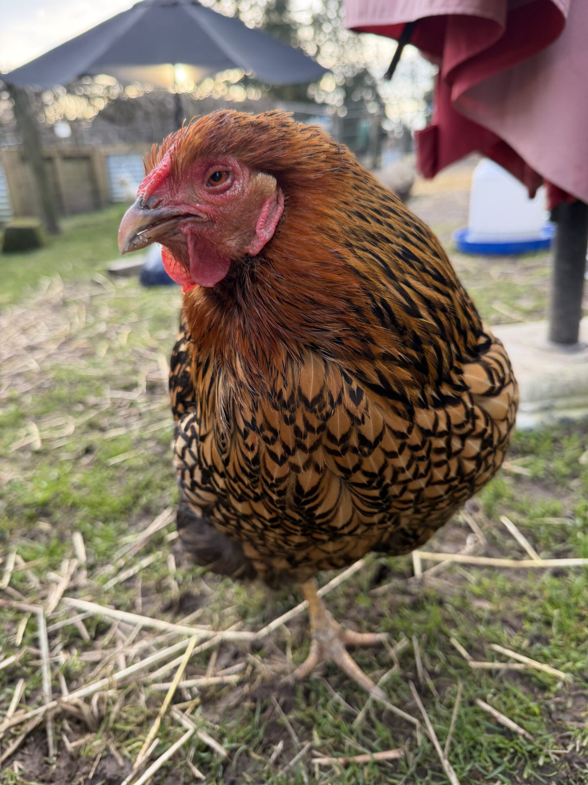 Goldilocks Copper Laced Wyandotte.