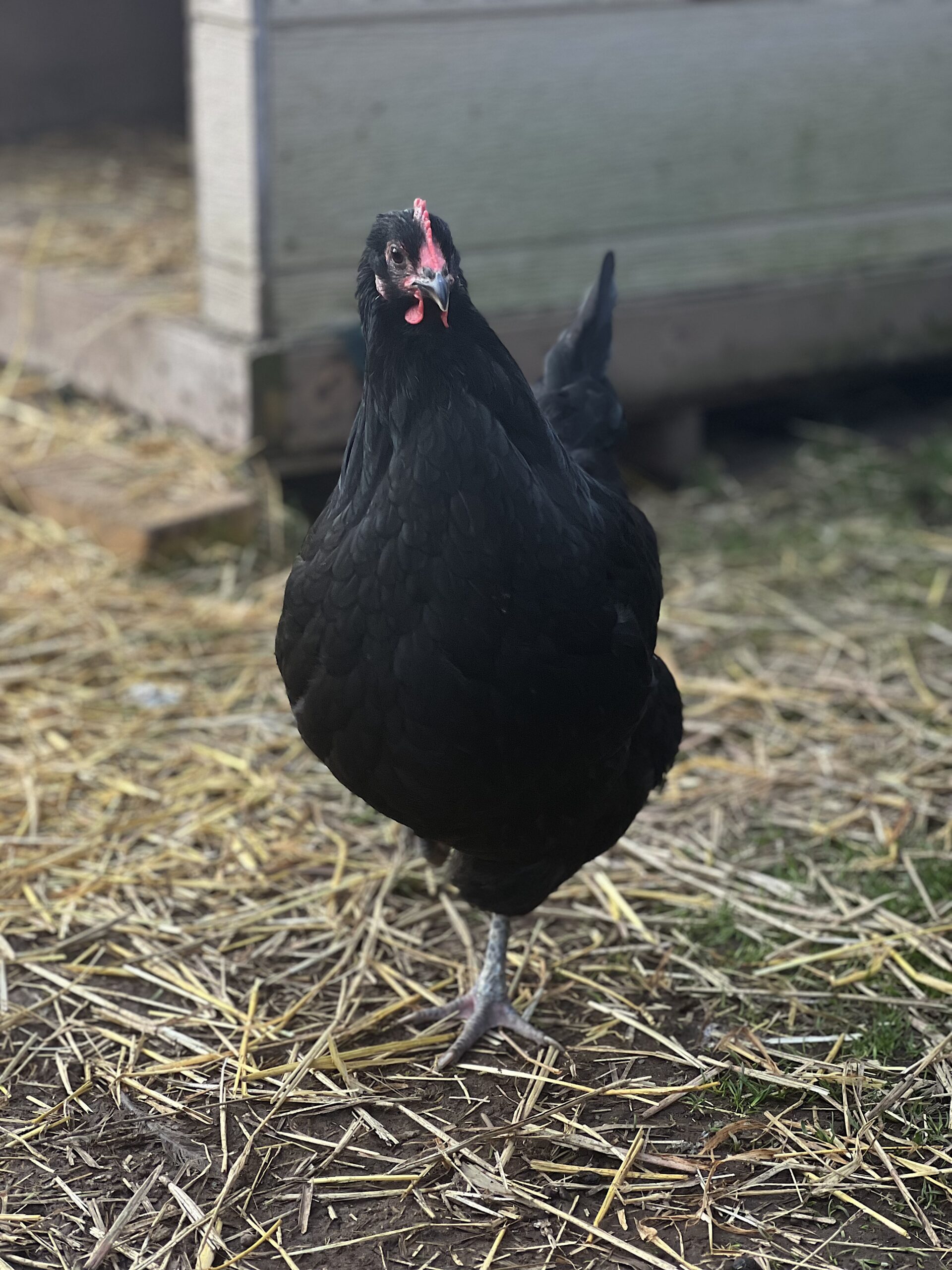 Little Bo Peep Black Australorp