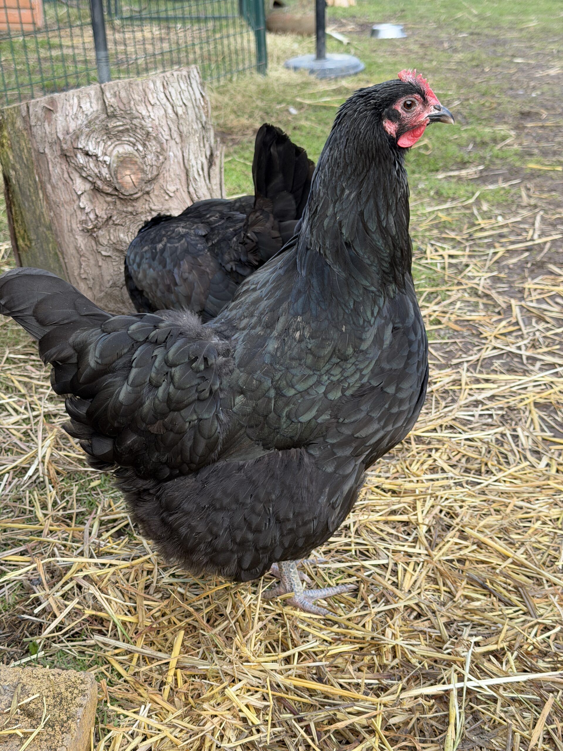 Little Bo Peep Black Australorp