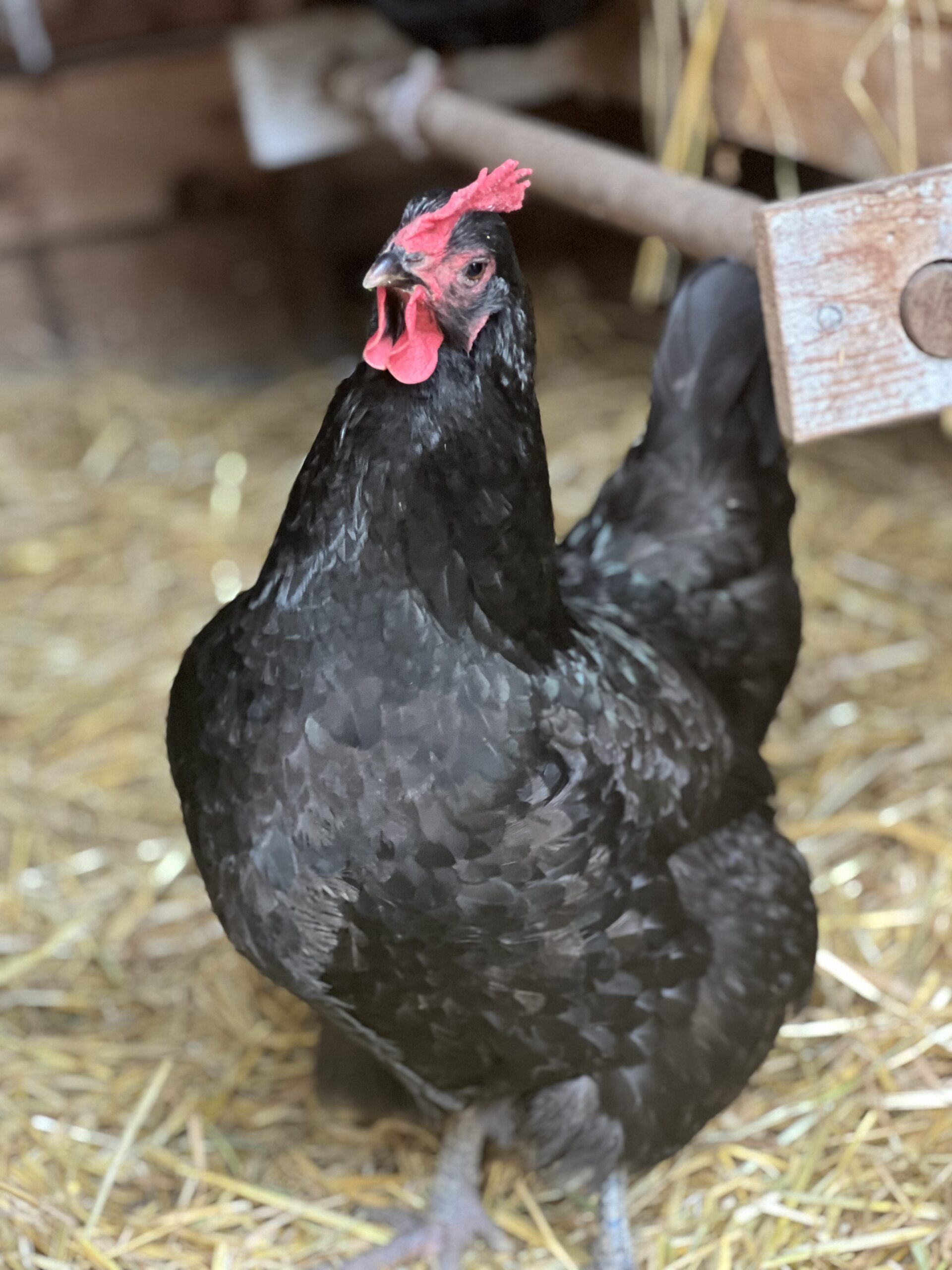 Little Miss Muffet Black Australorp