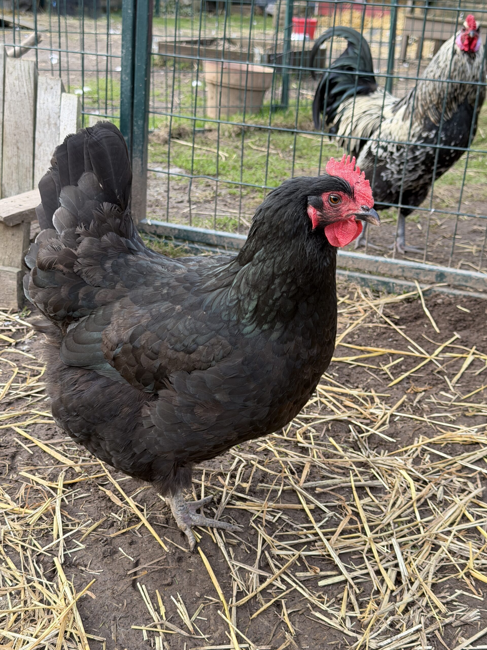 Little Miss Muffet Black Australorp