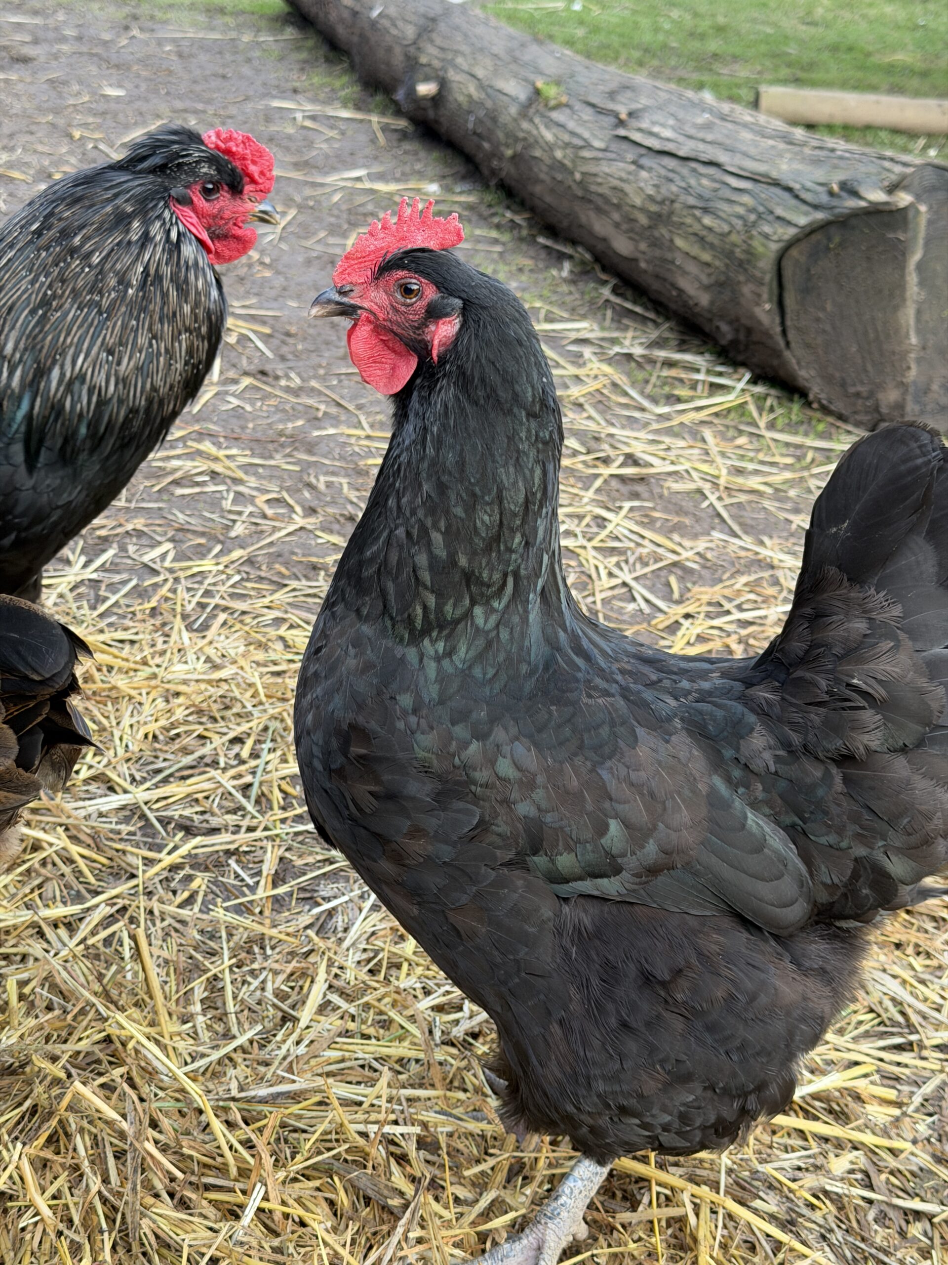 Little Miss Muffet Black Australorp