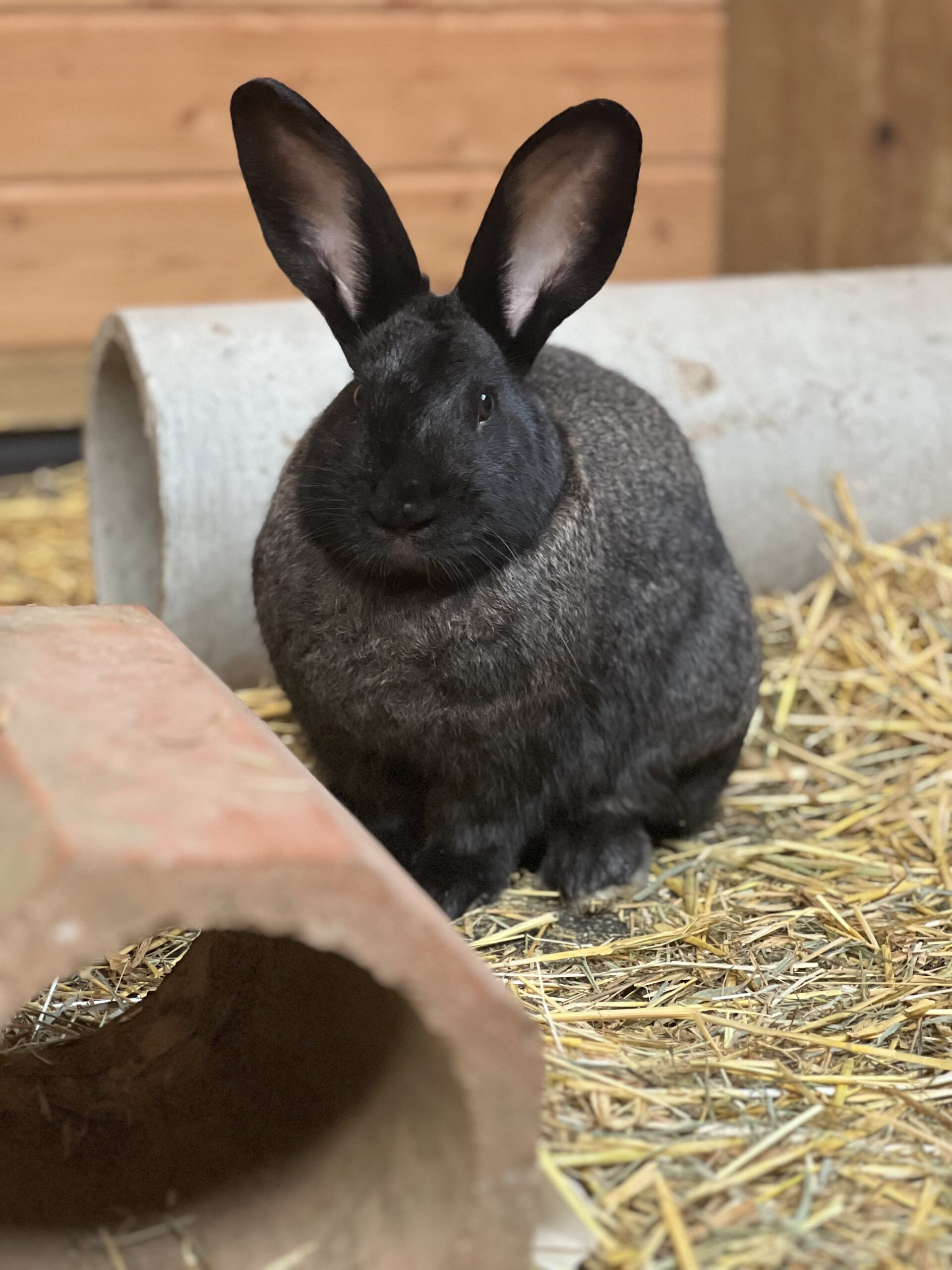 Luna Flemish Giant Rabbit
