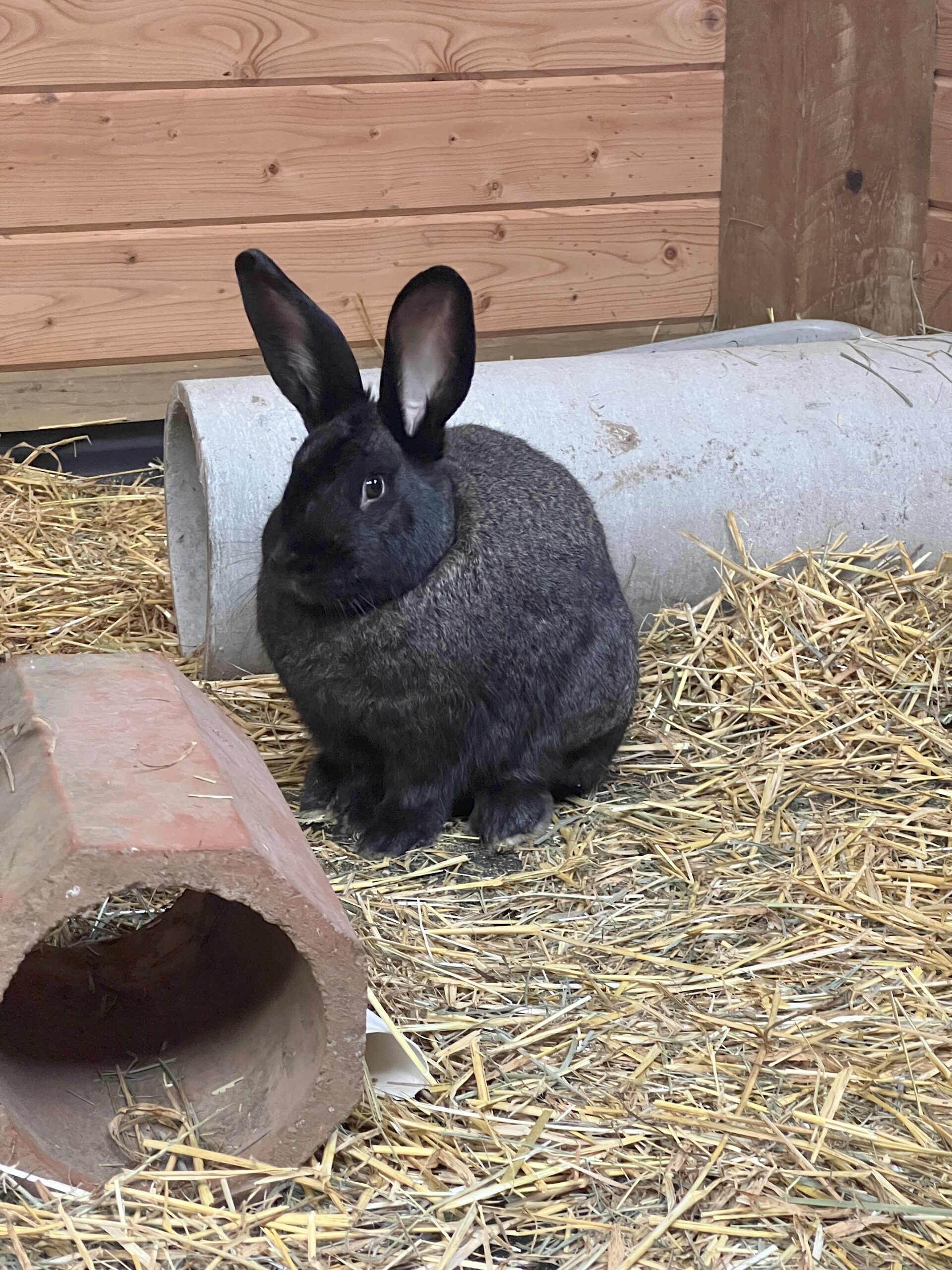 Luna Flemish Giant Rabbit