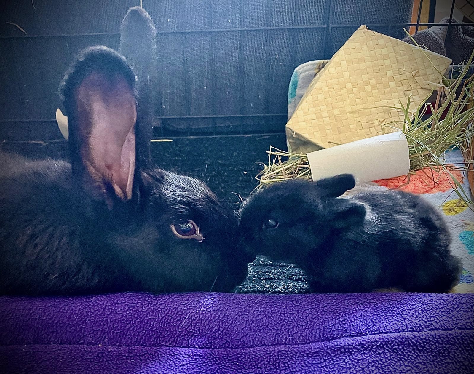 Luna and Baby Apollo the Flemish Giant Rabbits