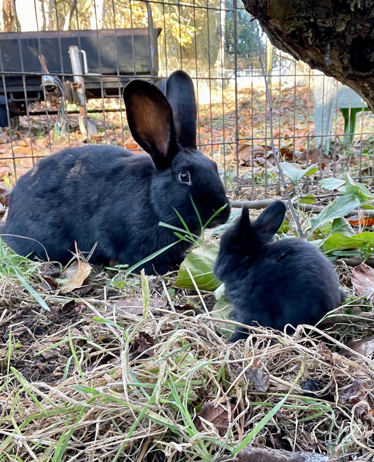 Luna and Baby Apollo the Flemish Giant Rabbits