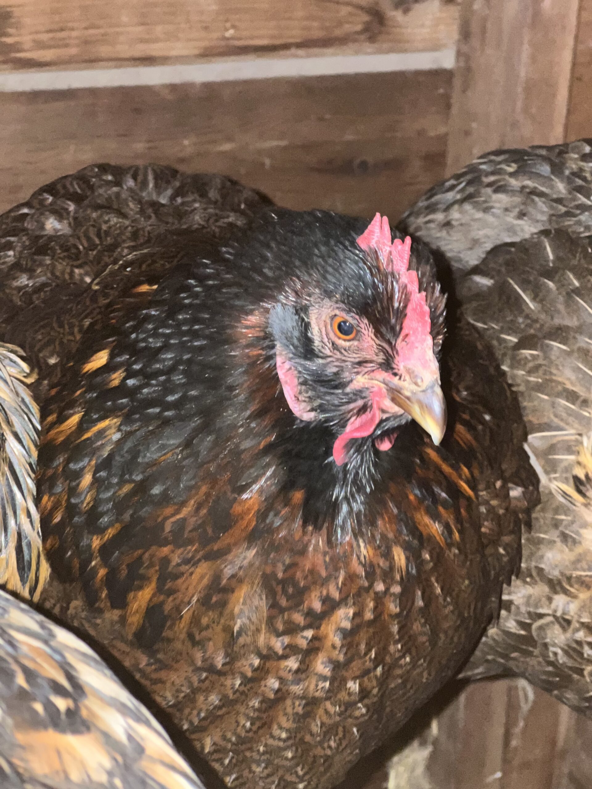 Maid Marion Black Star Chicken