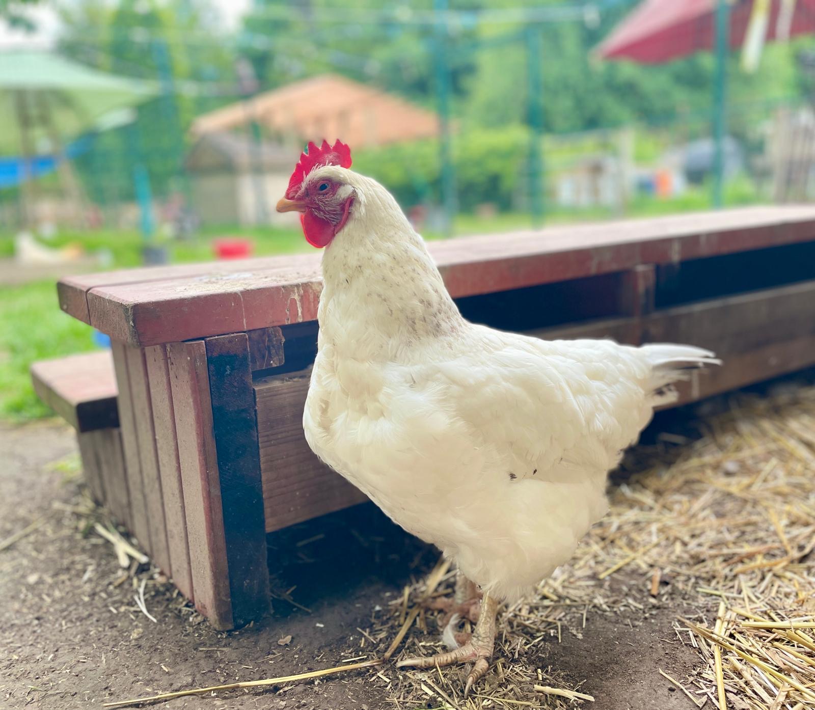 Miss Delaware Chicken