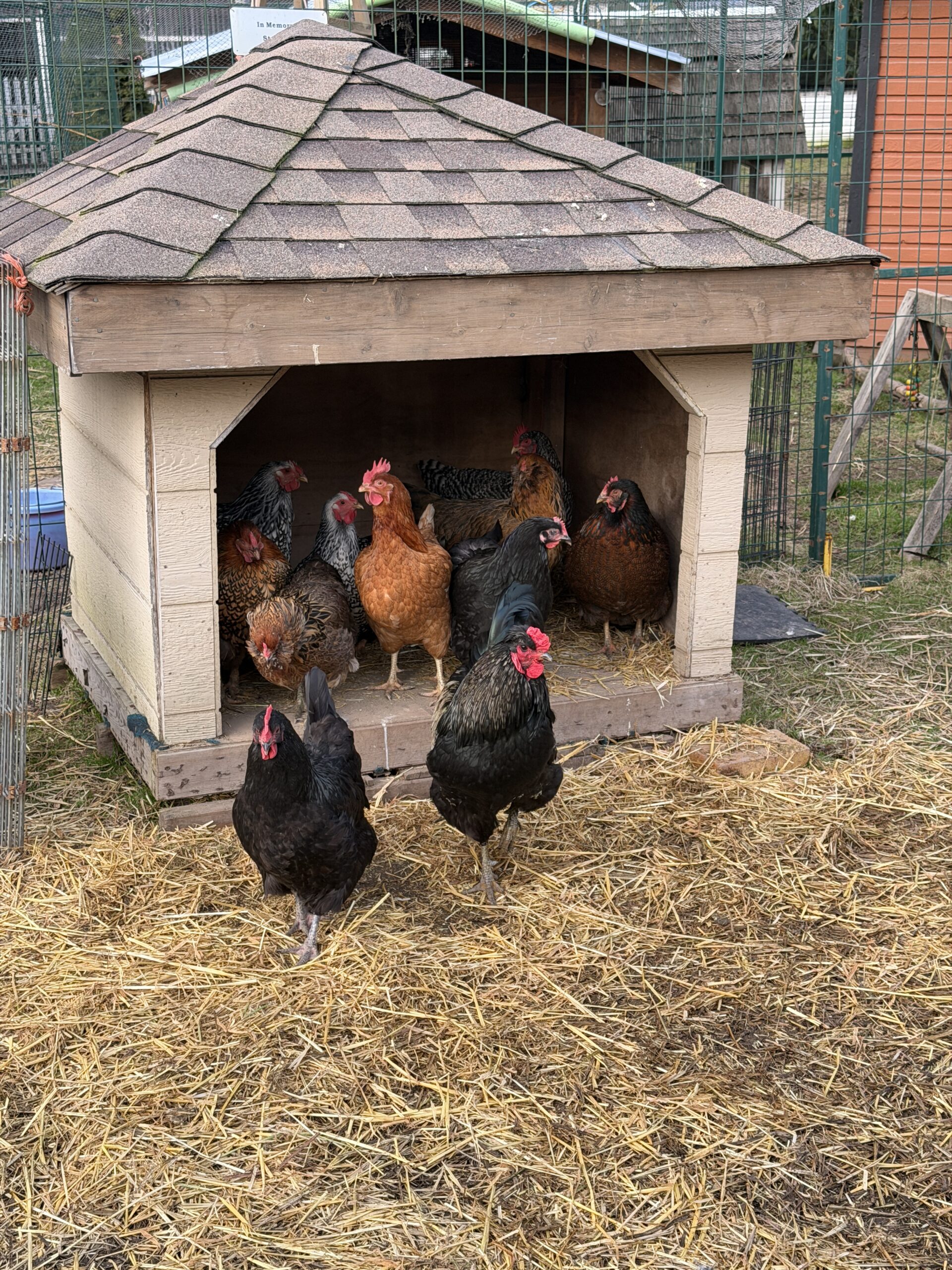 House full of Chickens at Kindred