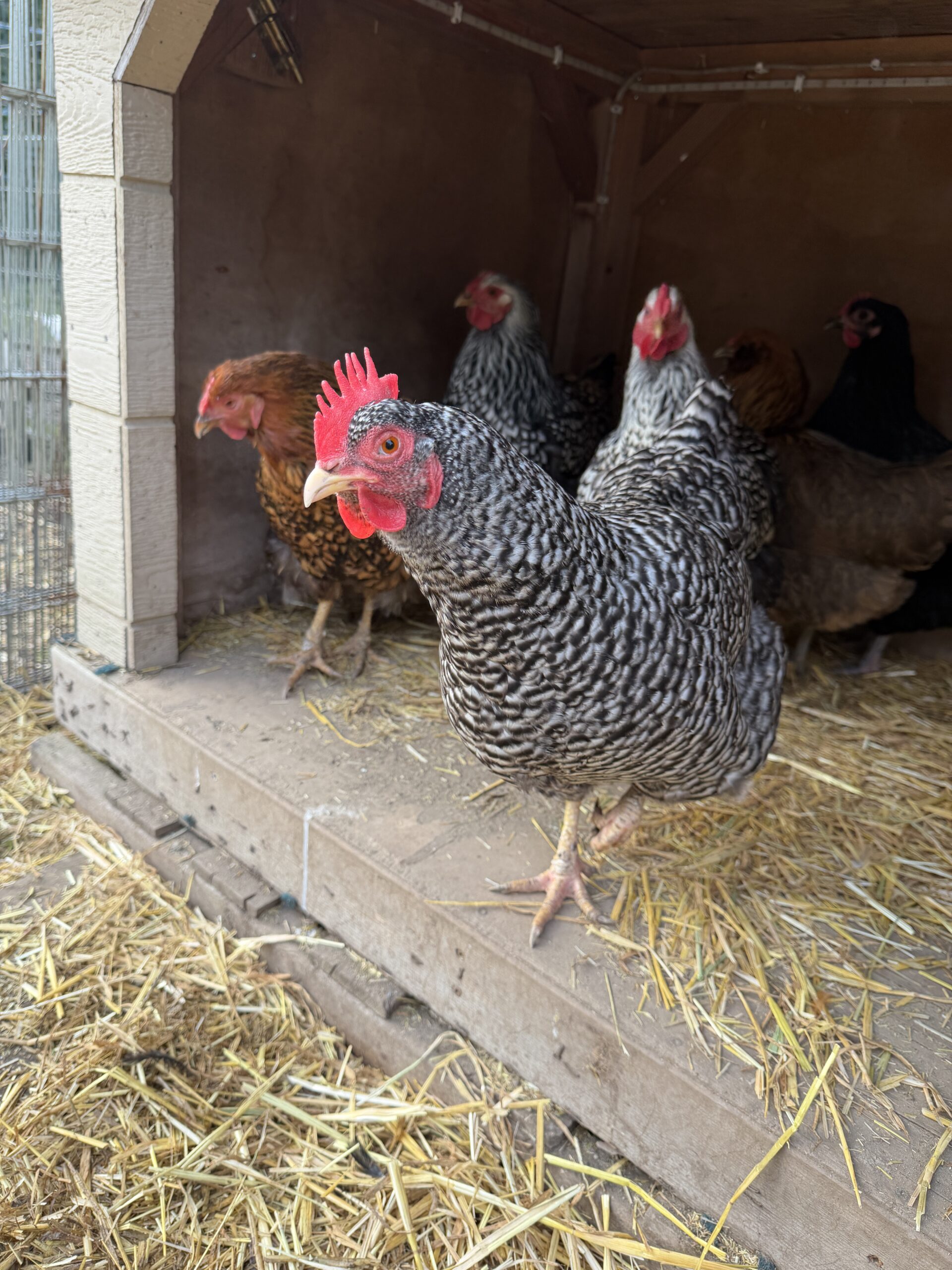 Pipi Long Stocking a Barred Plymouth Rock