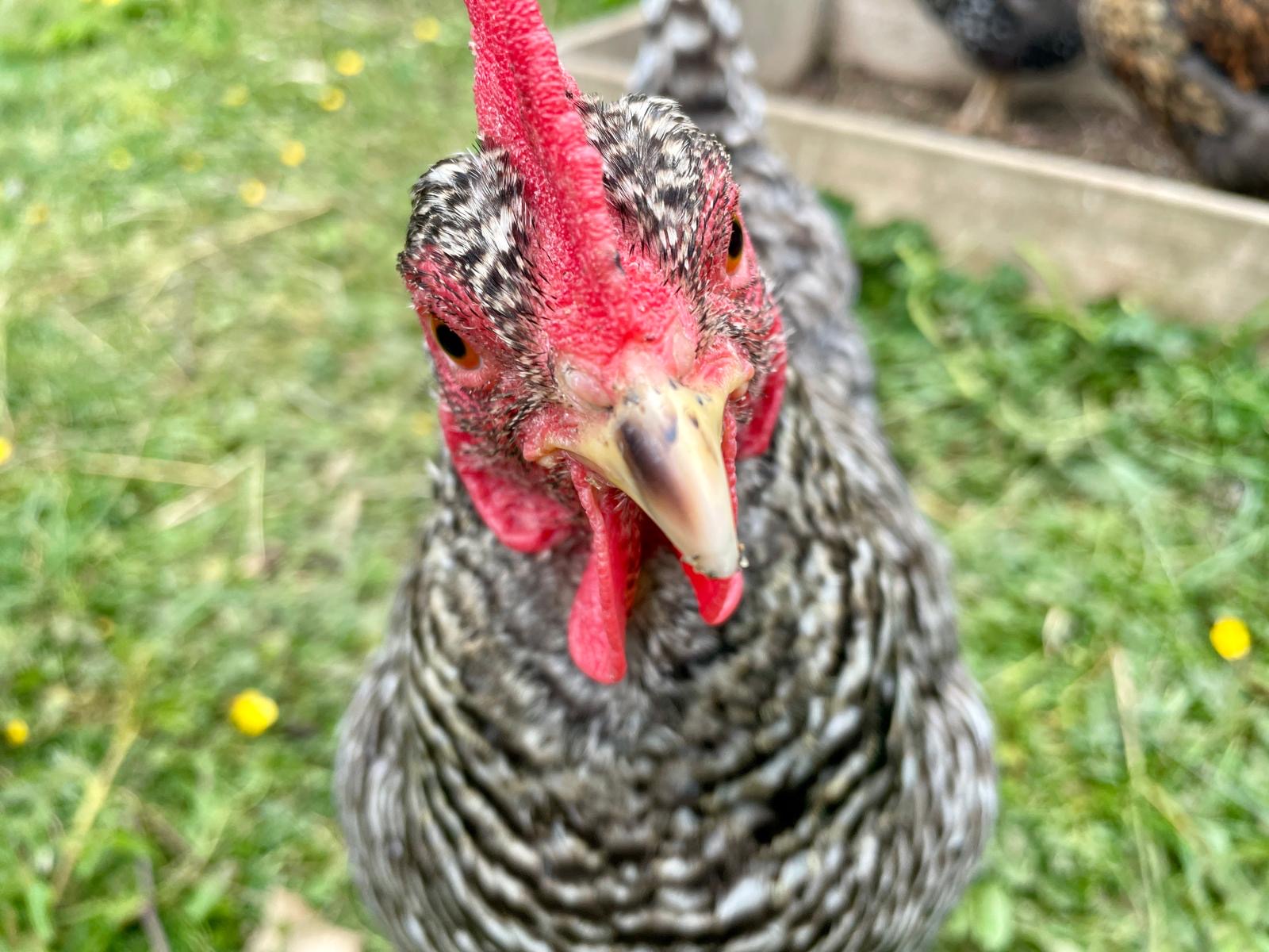 Pipi Long Stocking a Barred Plymouth Rock