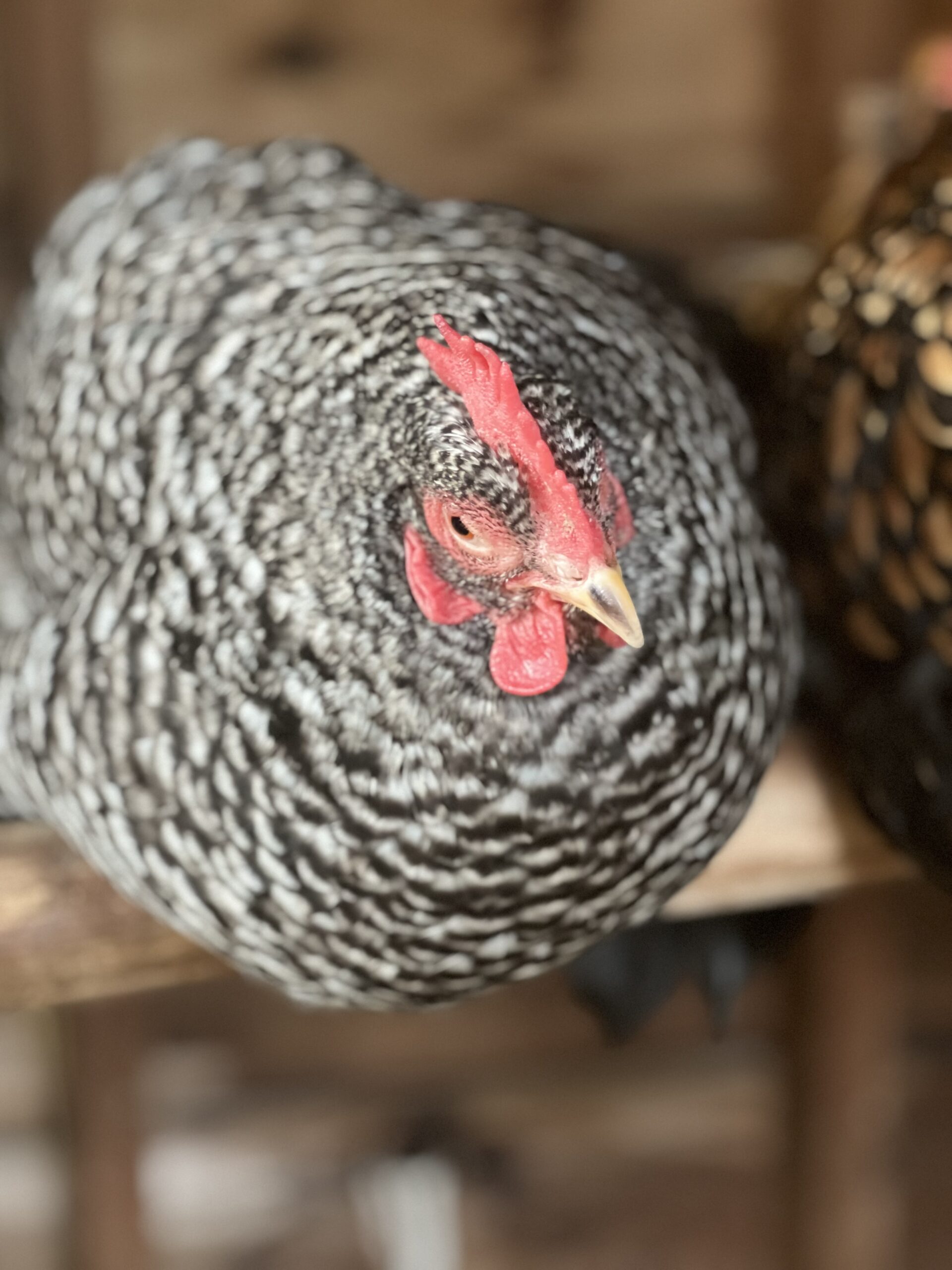 Pipi Long Stocking a Barred Plymouth Rock
