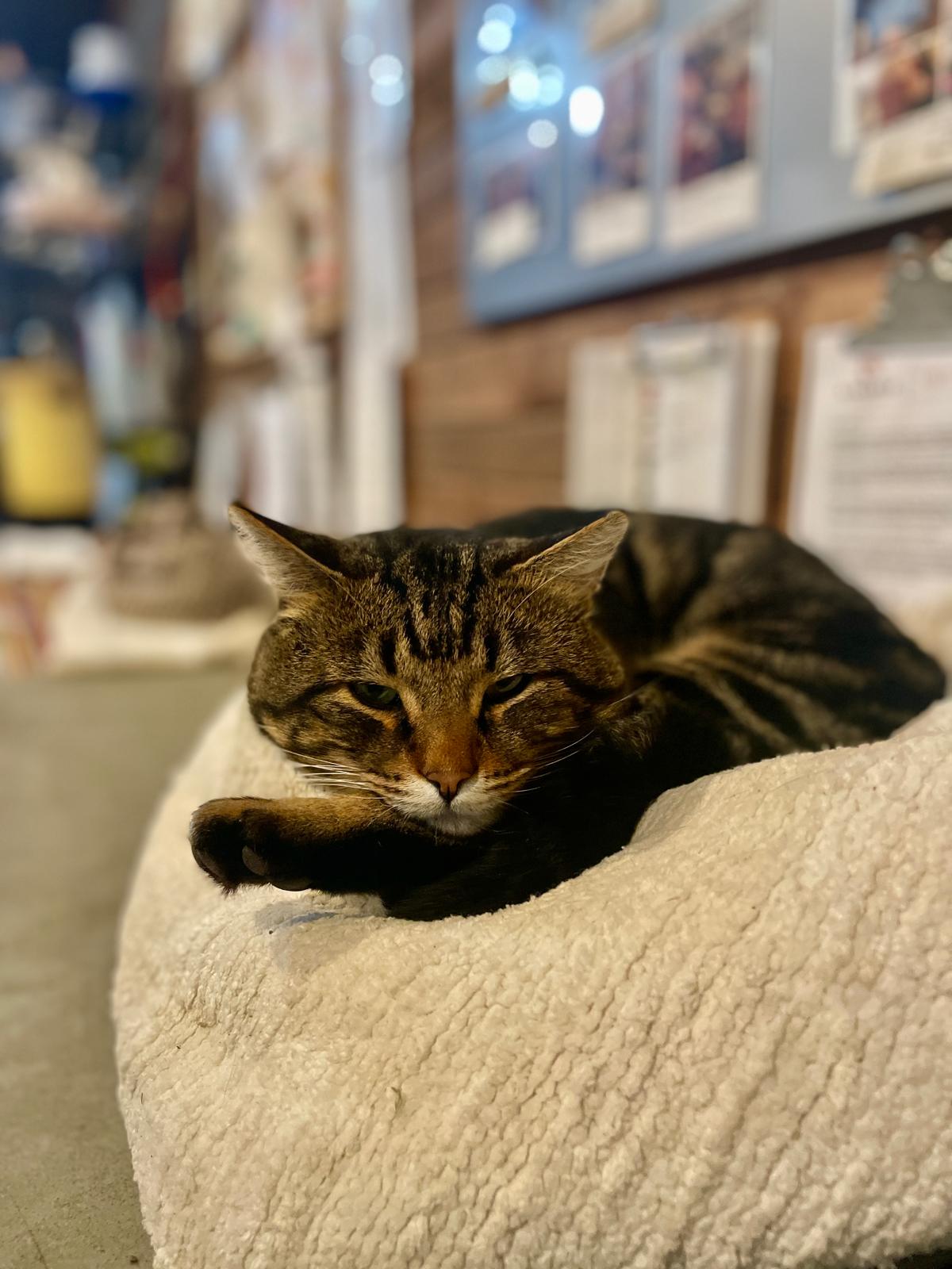 Rolo the Community Cat