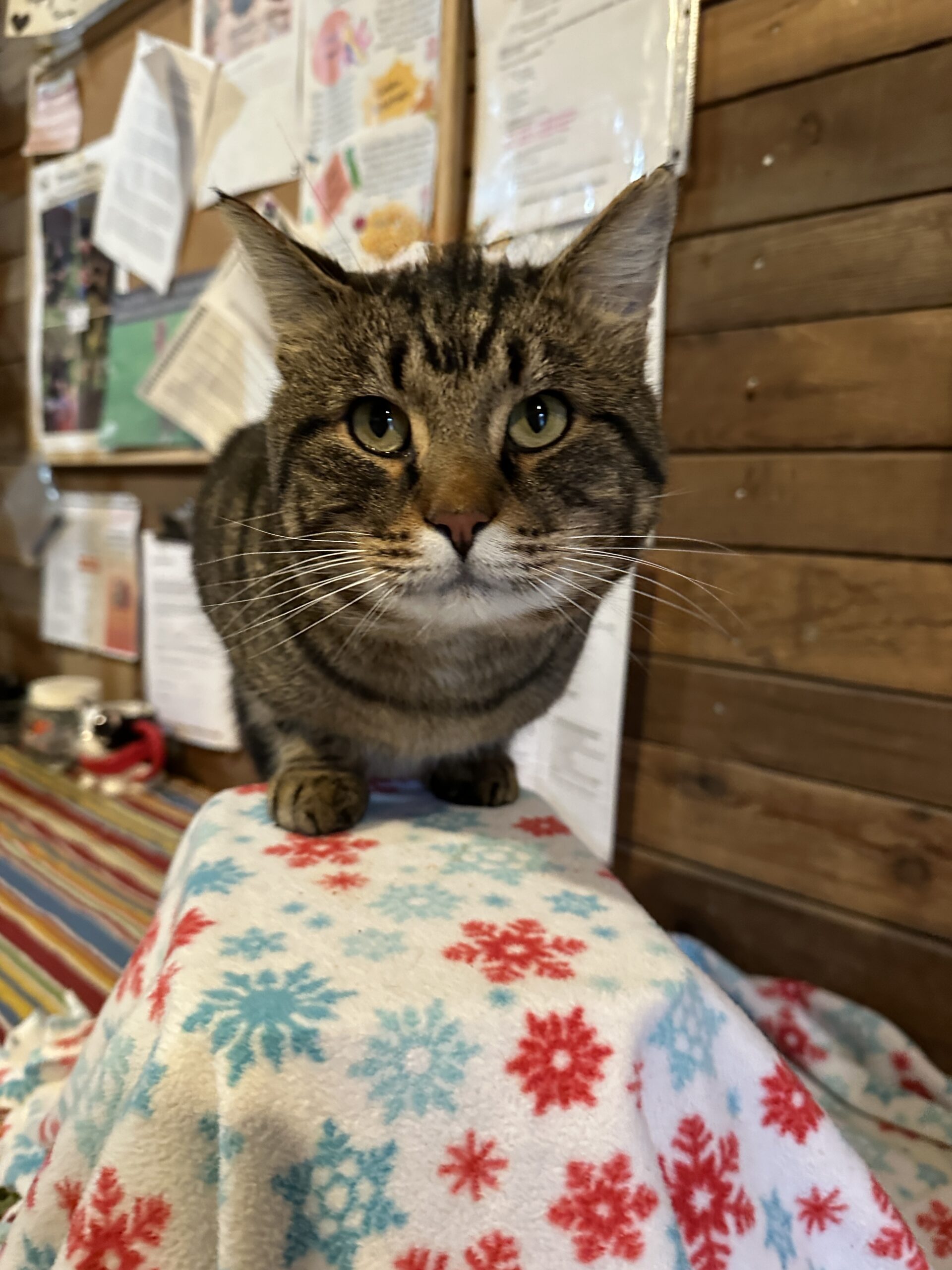 Rolo the Community Cat