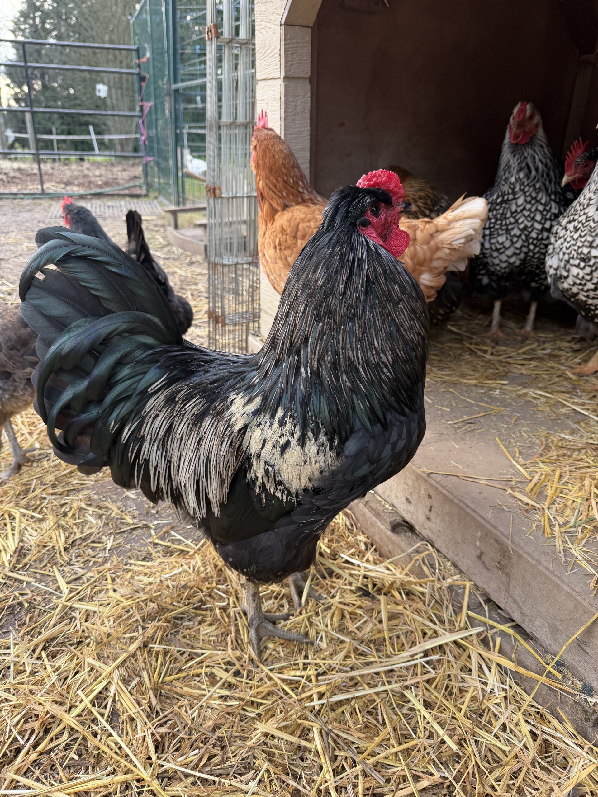 Sundance Kid Rooster