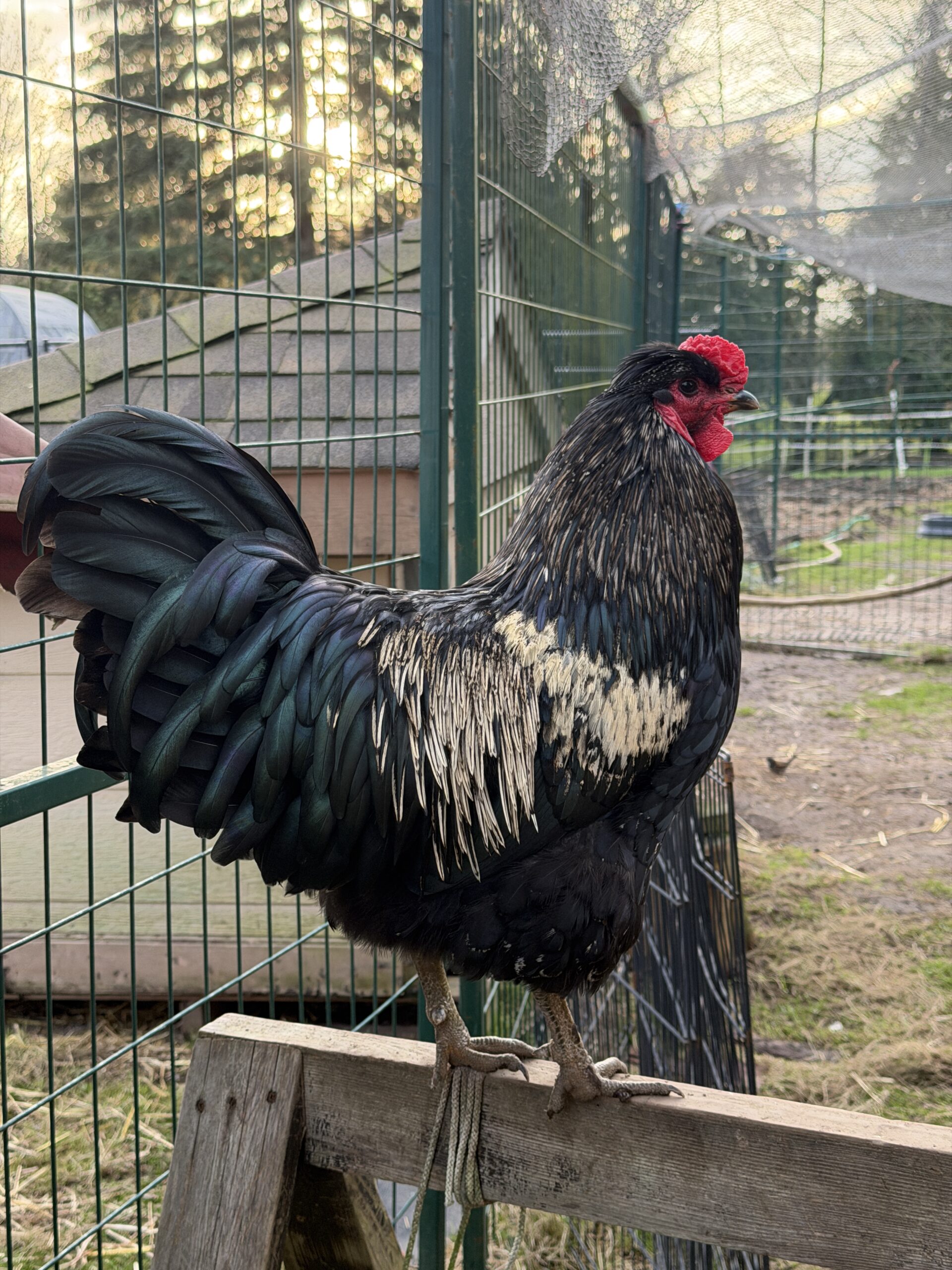 Sundance Kid Rooster