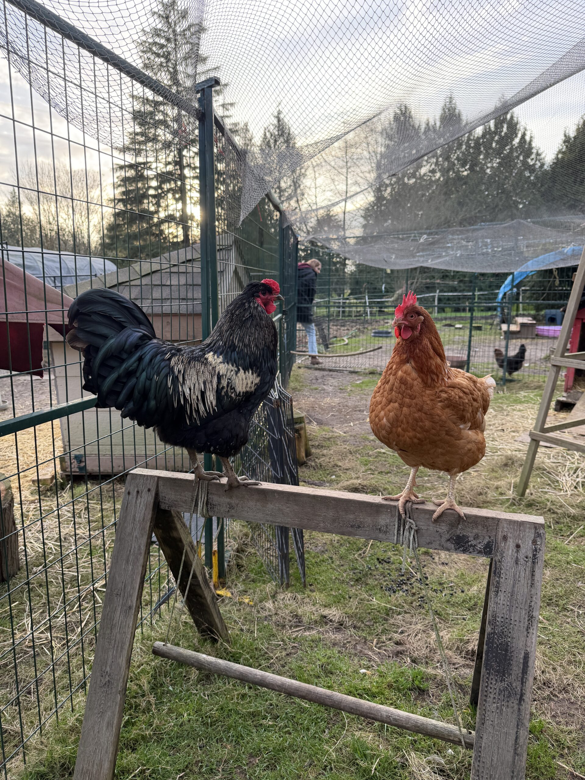 Sundance Kid Rooster