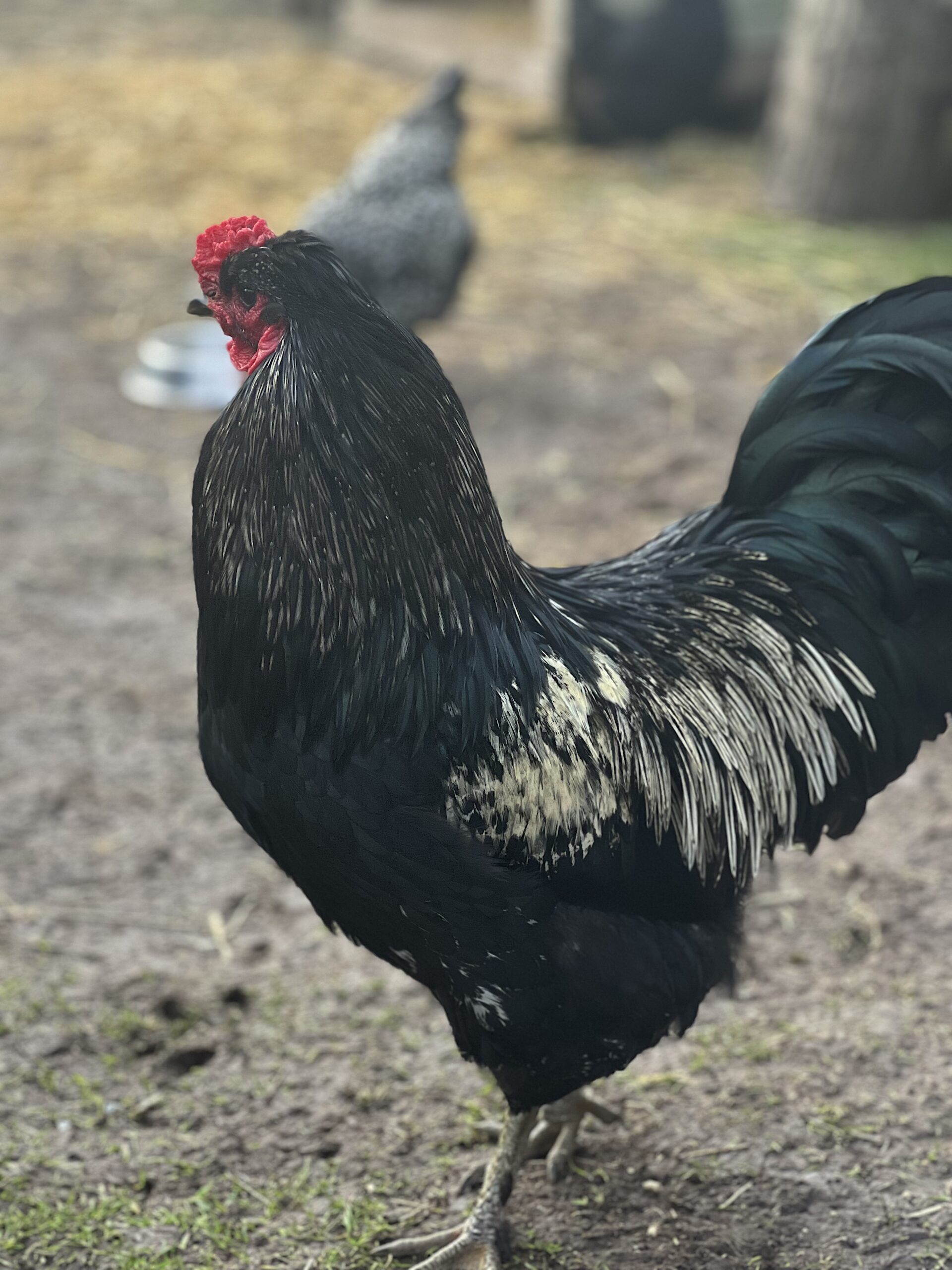 Sundance Kid Rooster