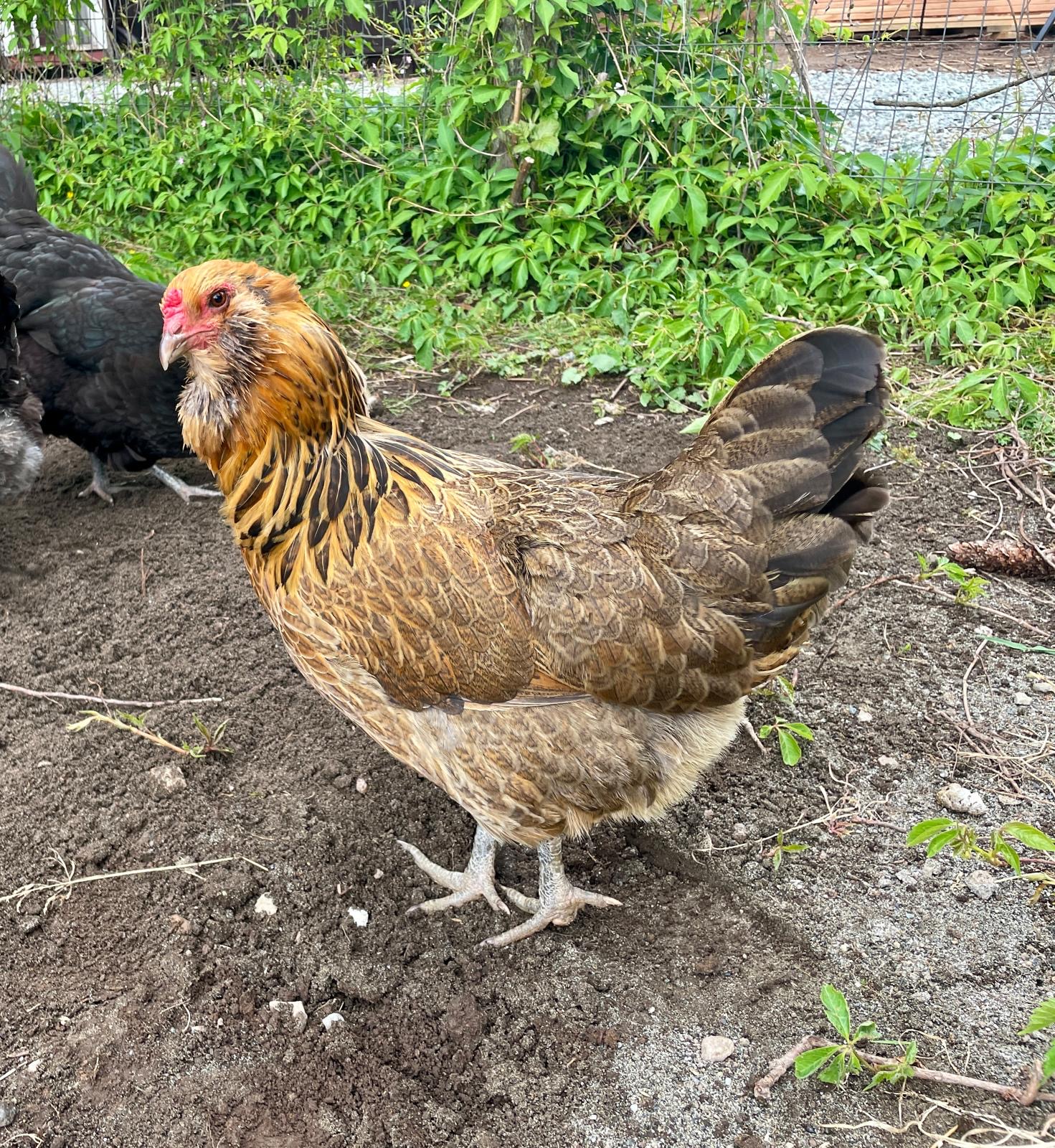 Sweet Pea Ameraucana Chicken