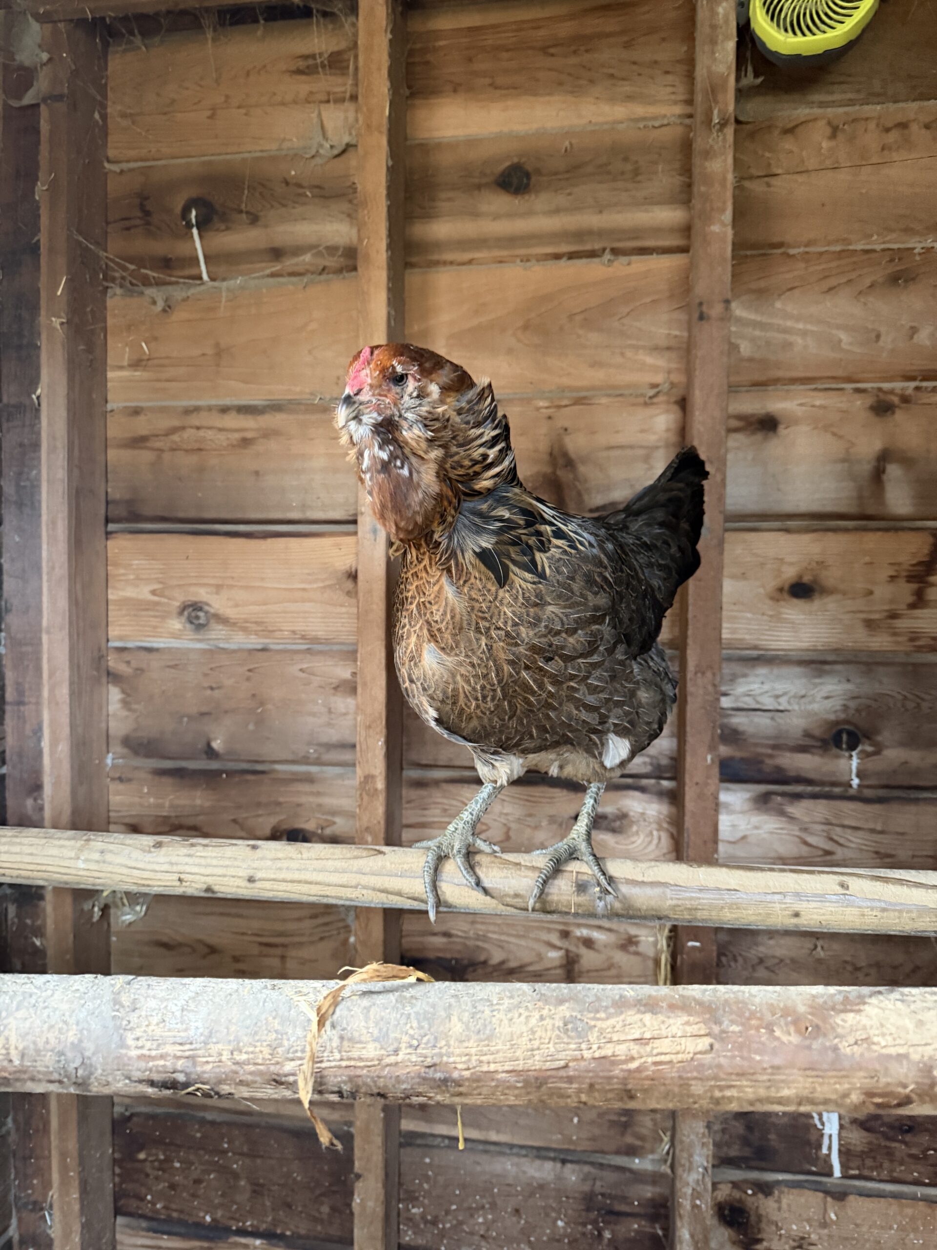 Sweet Pea Ameraucana Chicken