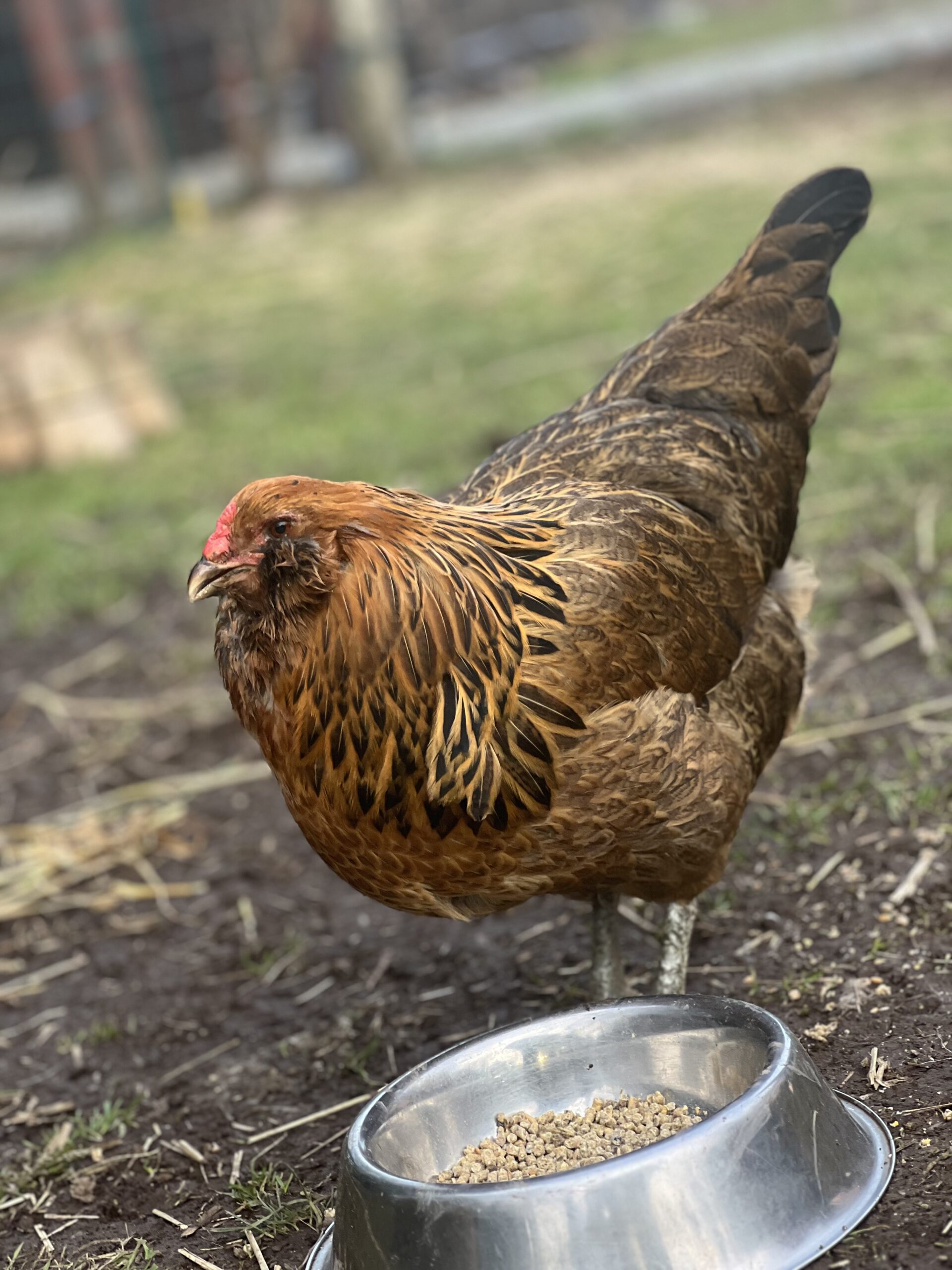 Thumbelina Ameraucana Chicken