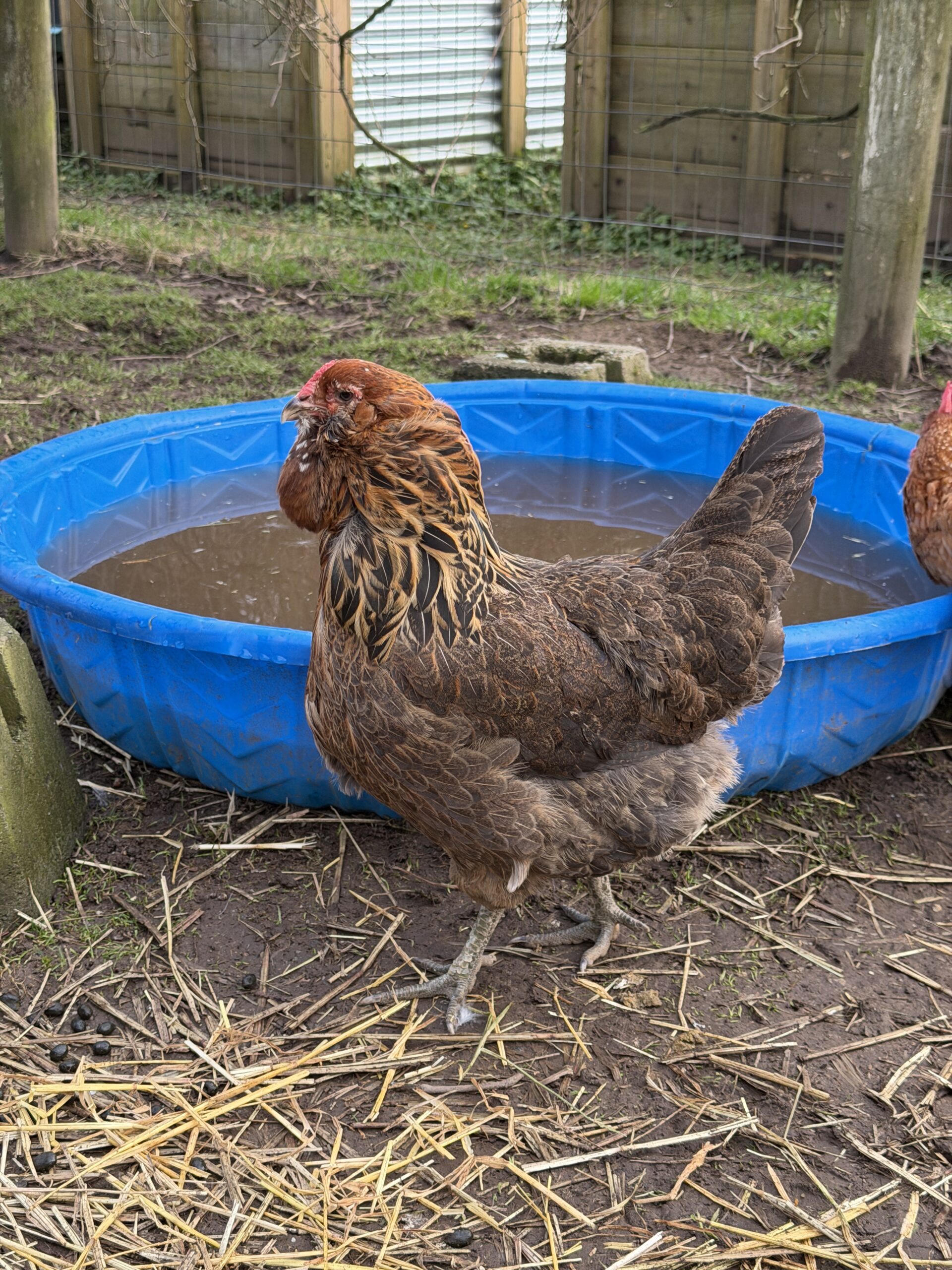 Thumbelina Ameraucana Chicken