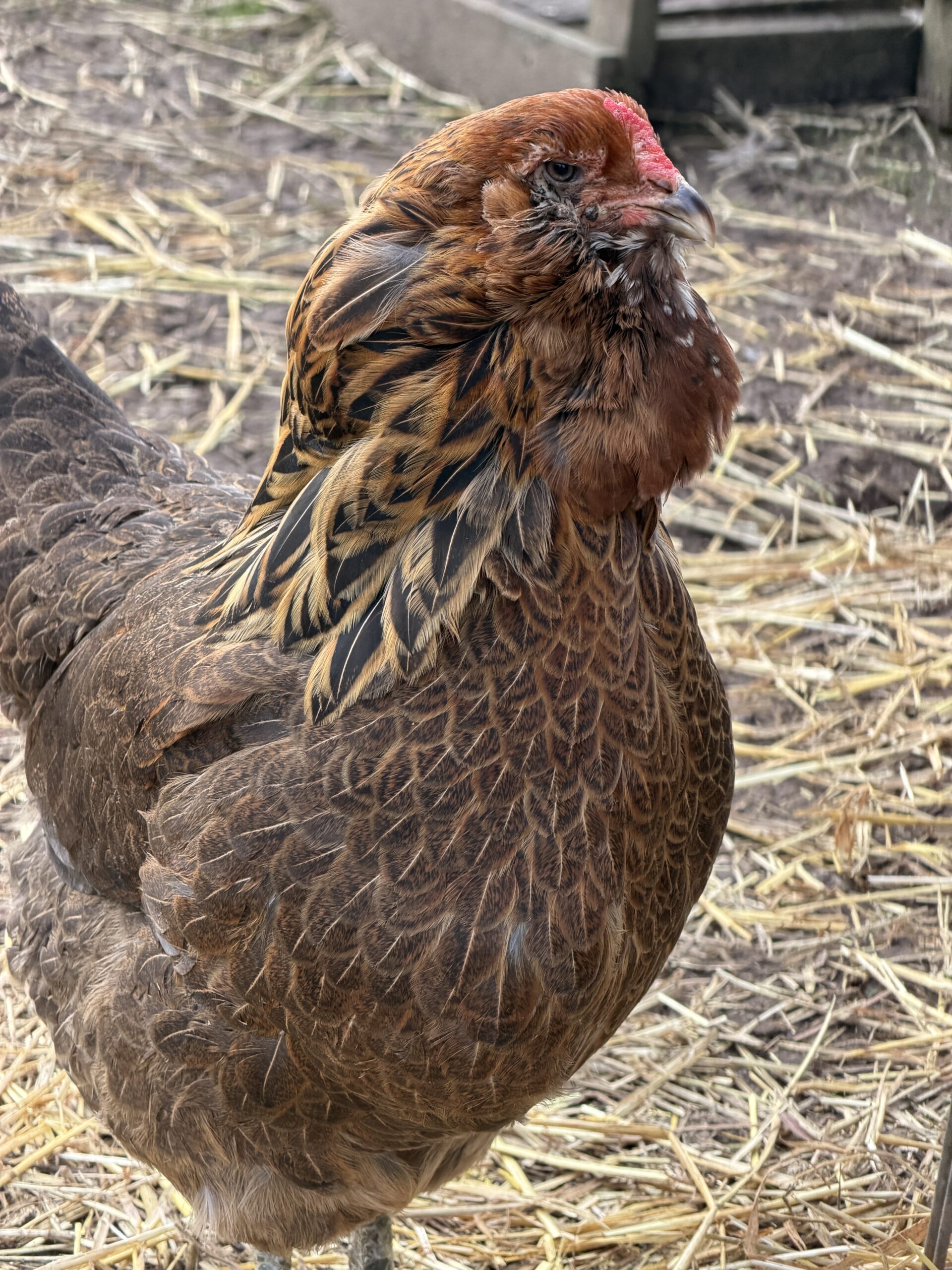 Thumbelina Ameraucana Chicken